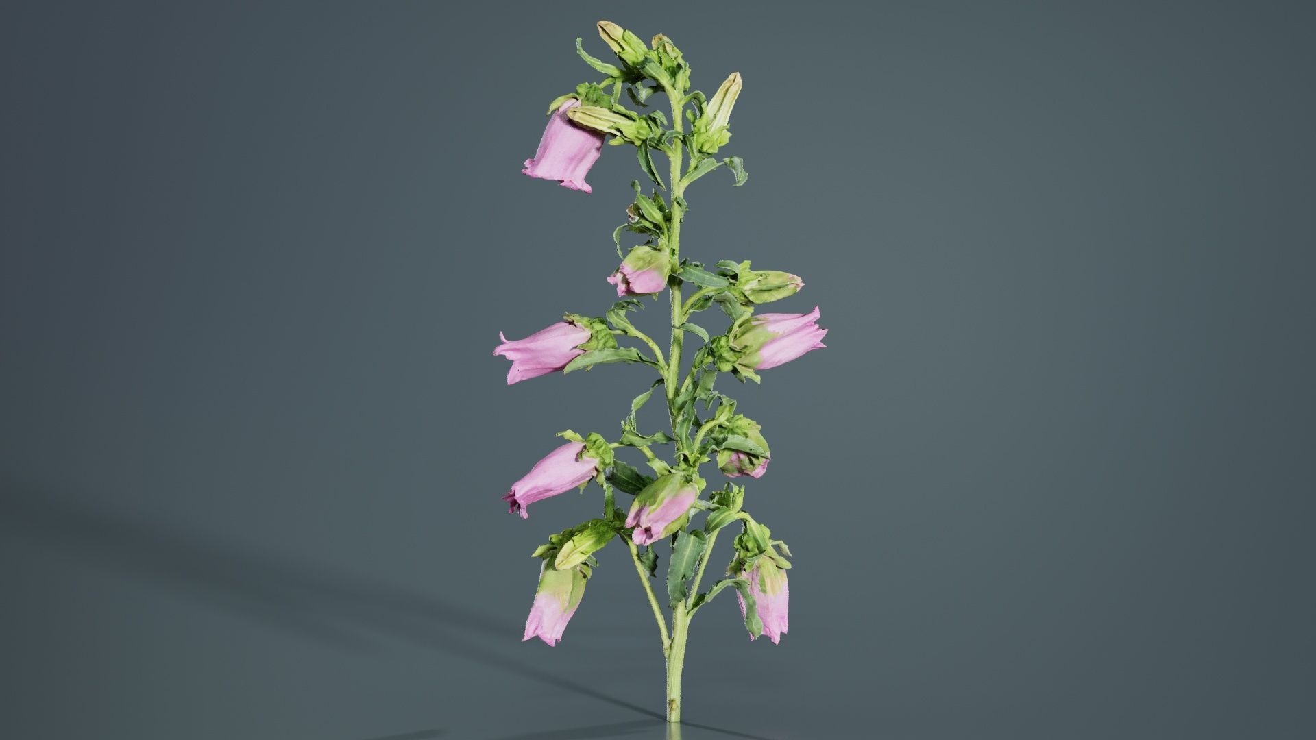 Canterbury Bellflower Campanula Medium Low-poly 3D model_1