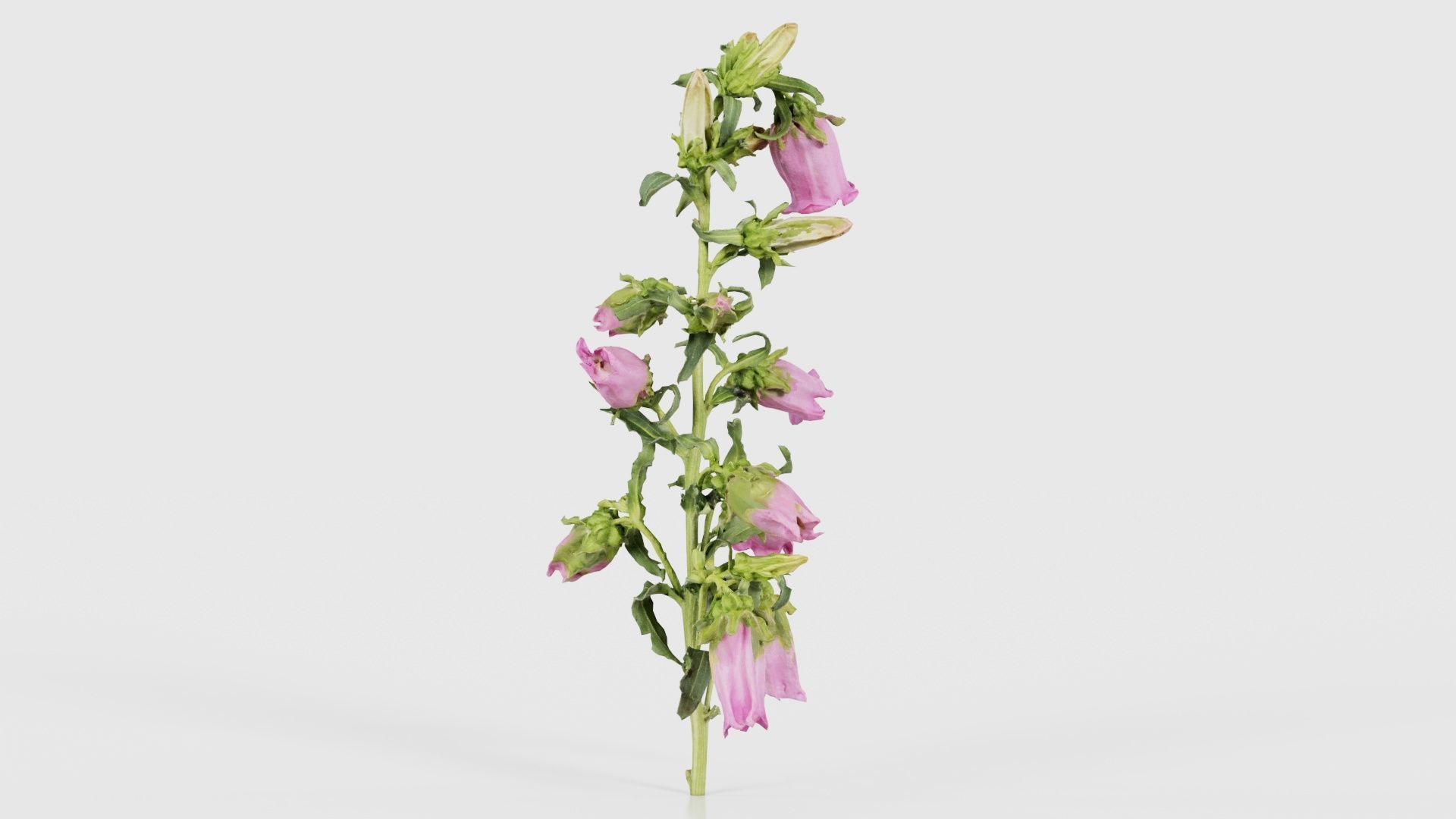 Canterbury Bellflower Campanula Medium Low-poly 3D model_17