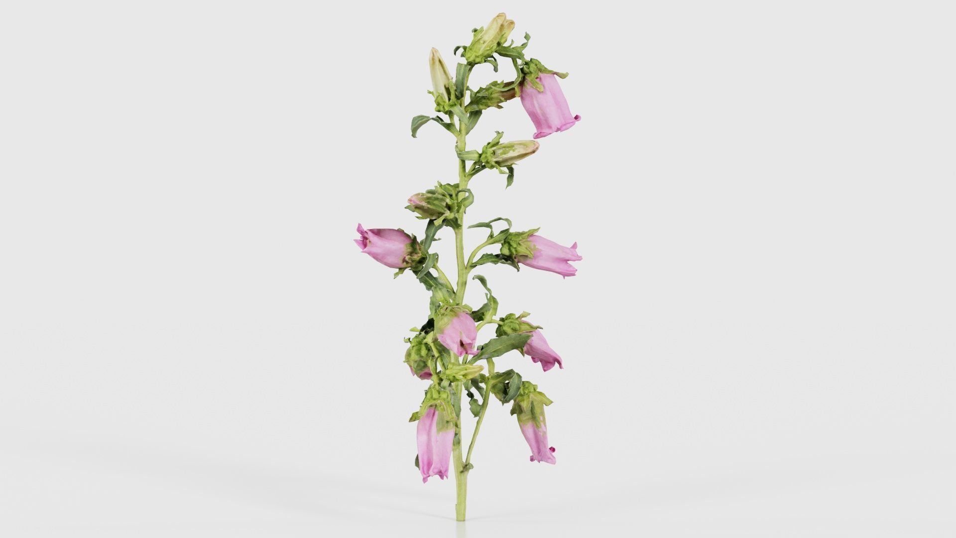 Canterbury Bellflower Campanula Medium Low-poly 3D model_16
