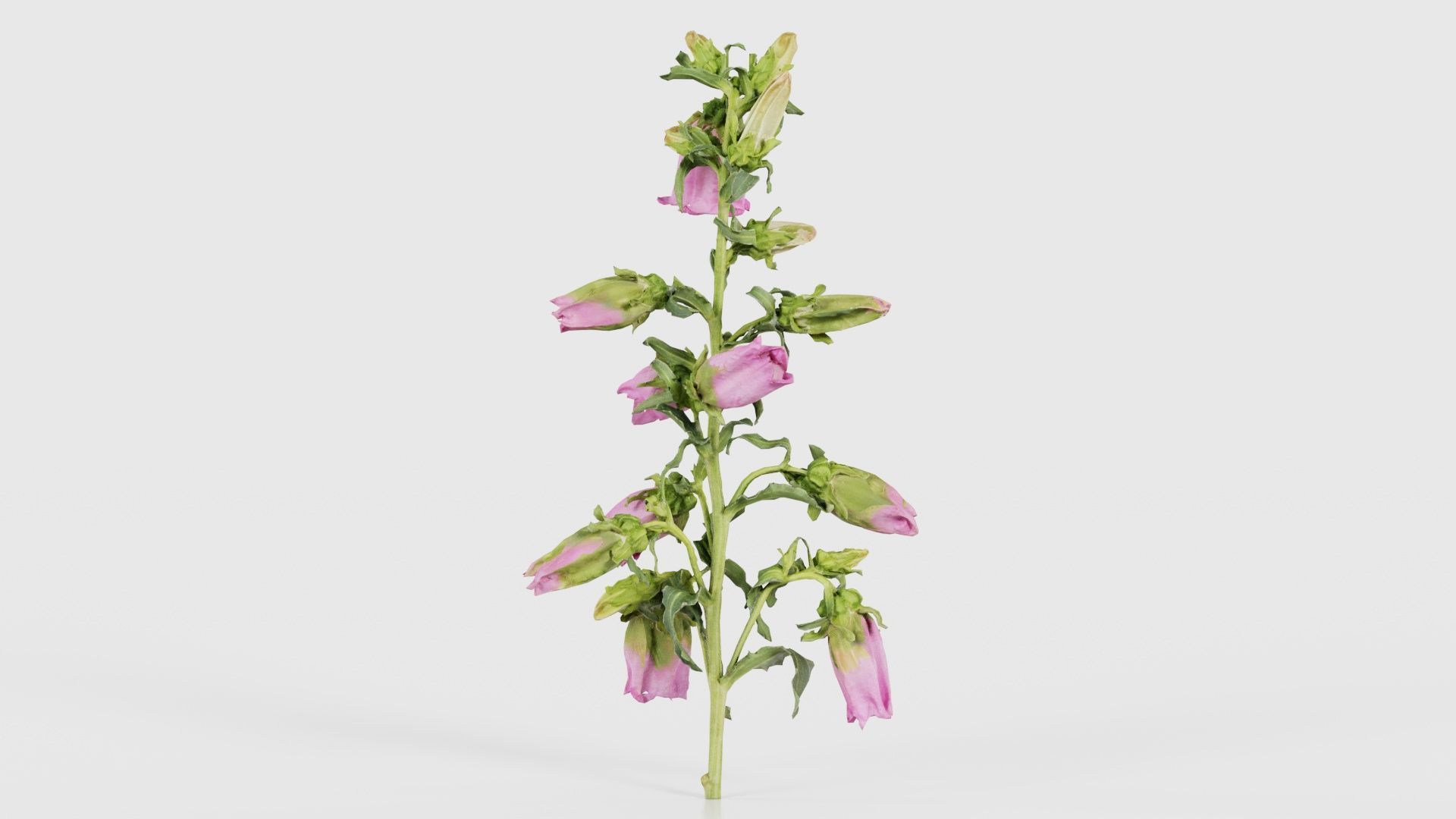 Canterbury Bellflower Campanula Medium Low-poly 3D model_19