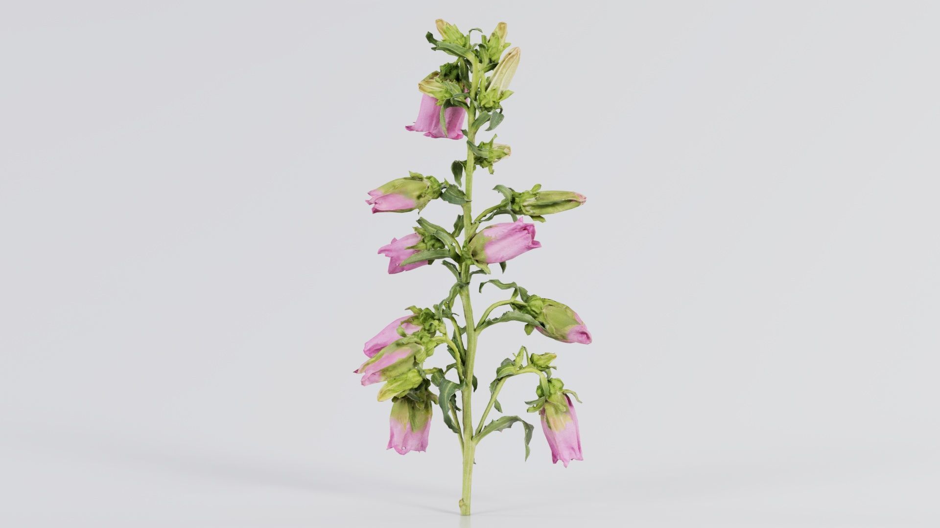 Canterbury Bellflower Campanula Medium Low-poly 3D model_7