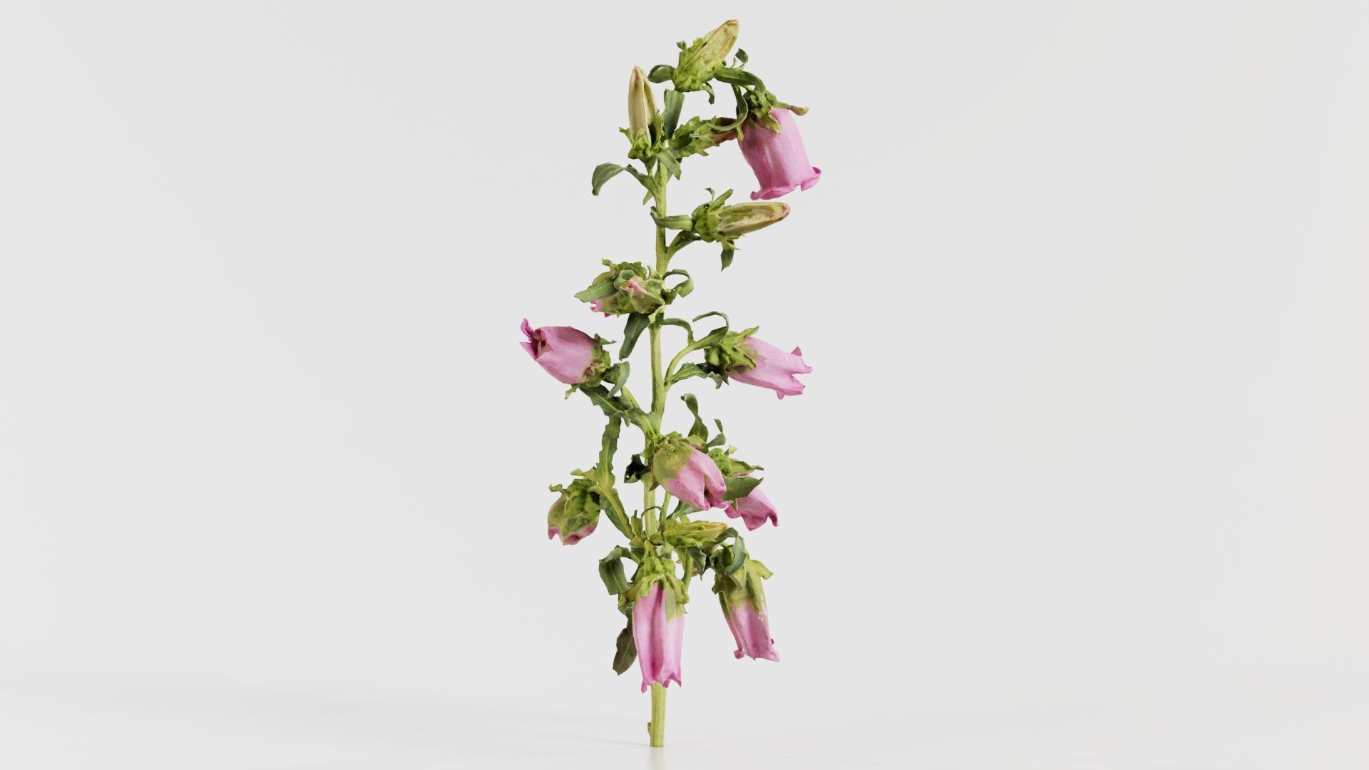 Canterbury Bellflower Campanula Medium Low-poly 3D model_6