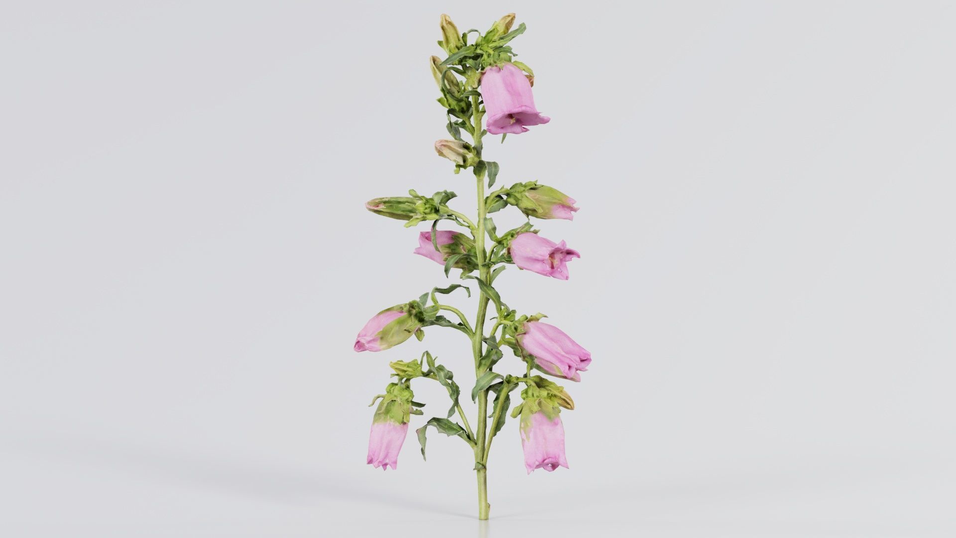 Canterbury Bellflower Campanula Medium Low-poly 3D model_5