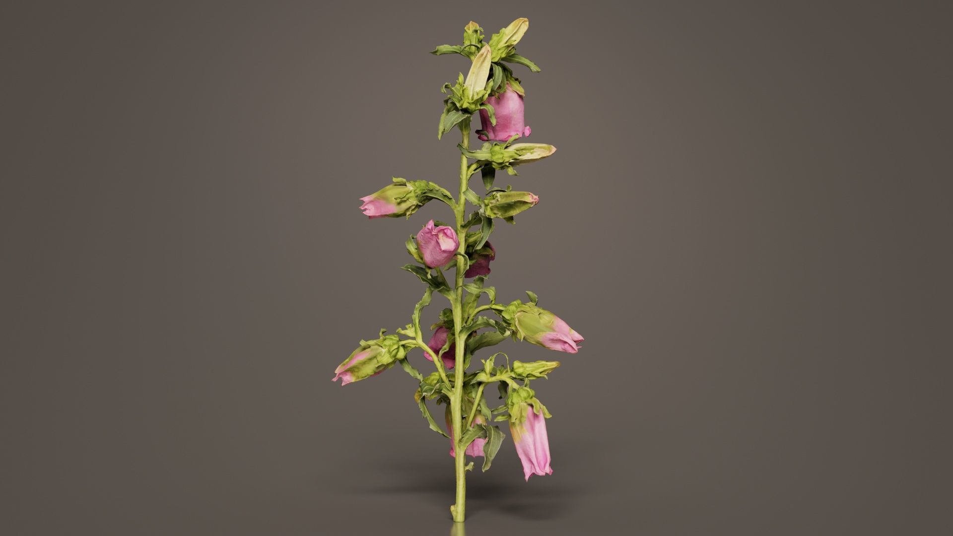 Canterbury Bellflower Campanula Medium Low-poly 3D model_8