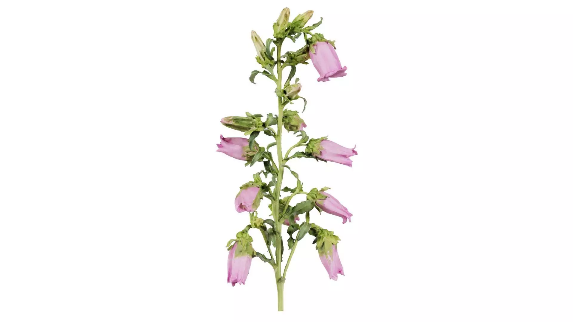 Canterbury Bellflower Campanula Medium Low-poly 3D model_0