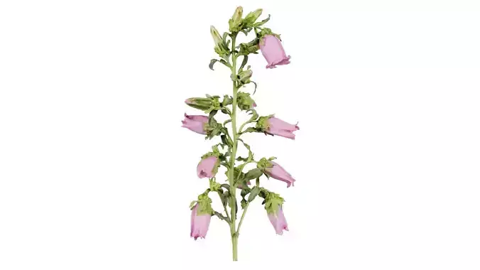 Canterbury Bellflower Campanula Medium Low-poly 3D model Canterbury Bellflower Campanula Medium Low-poly 3D model