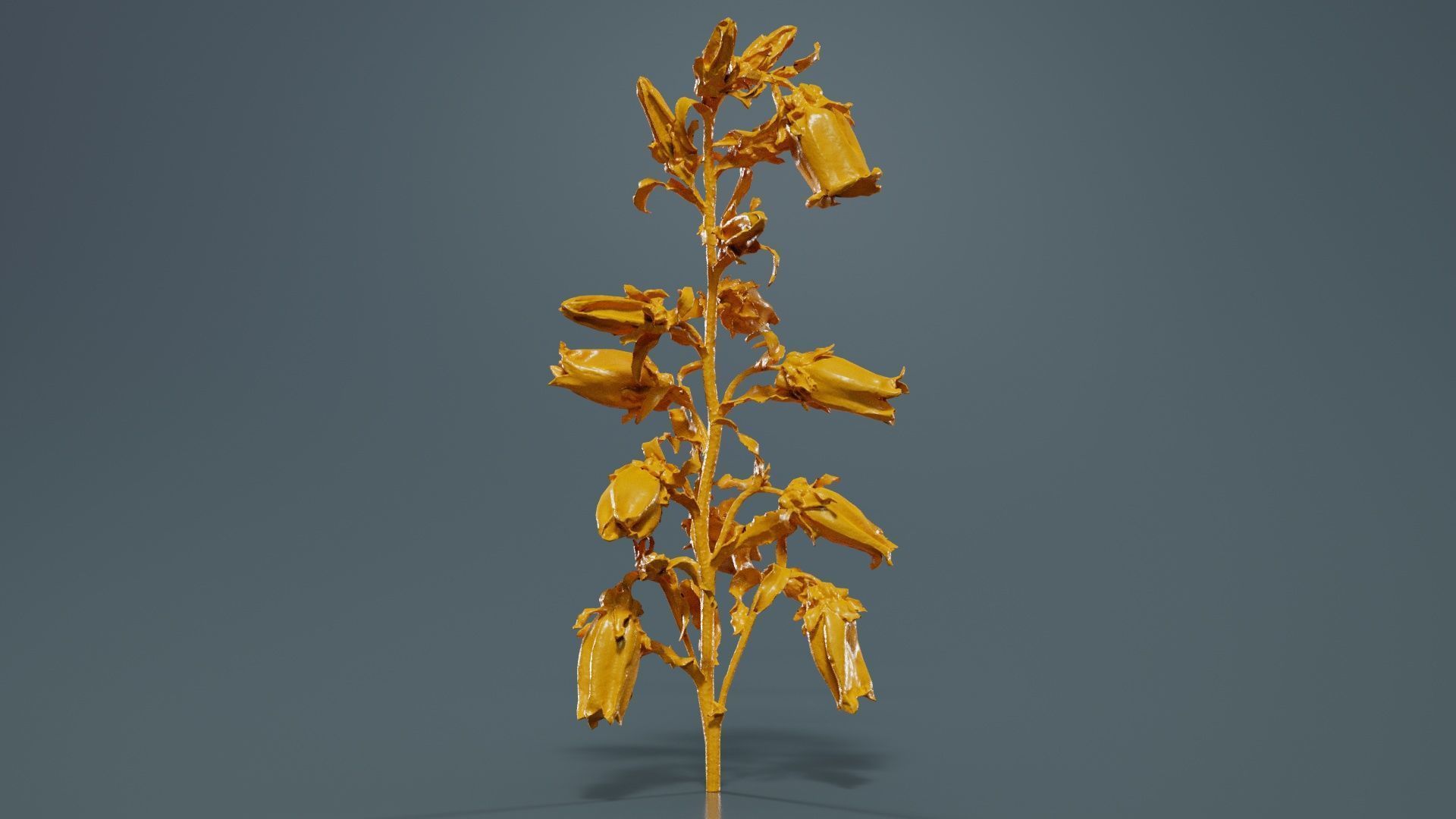 Canterbury Bellflower Campanula Medium Low-poly 3D model_12