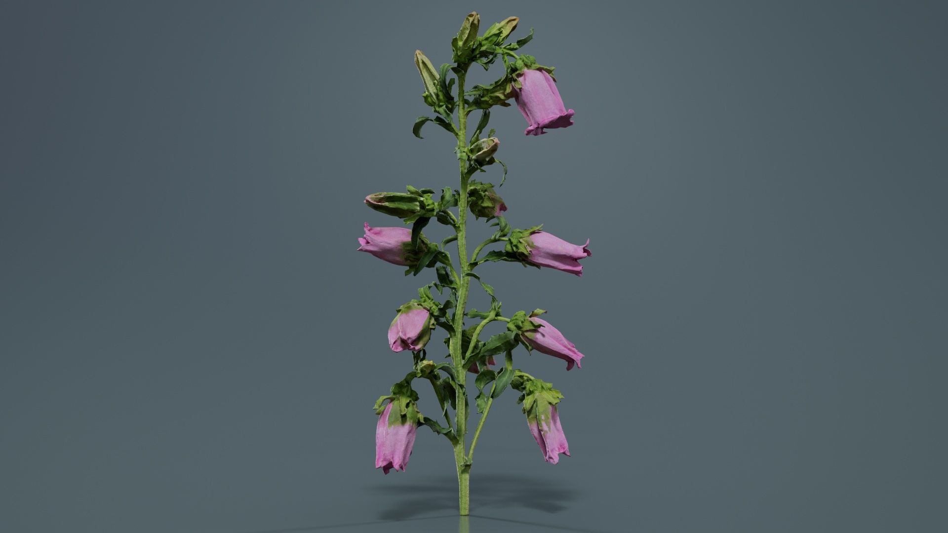 Canterbury Bellflower Campanula Medium Low-poly 3D model_2