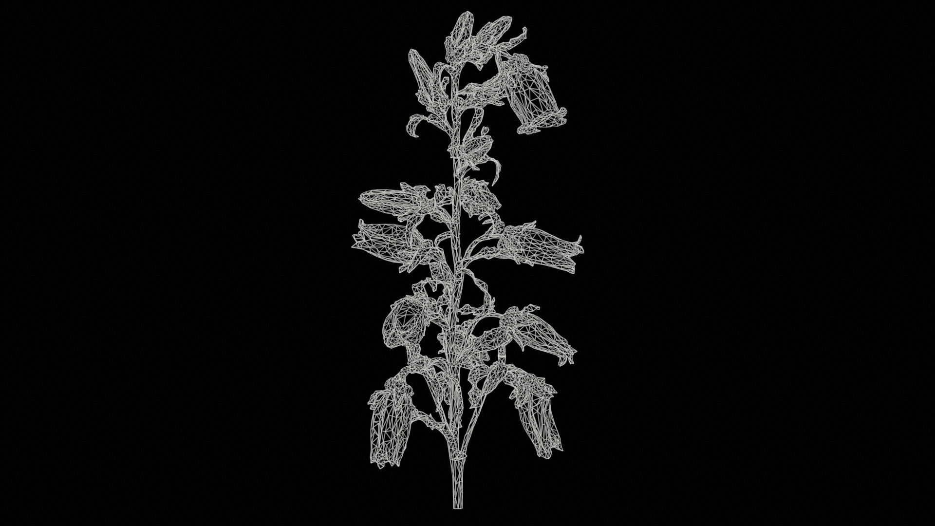 Canterbury Bellflower Campanula Medium Low-poly 3D model_11