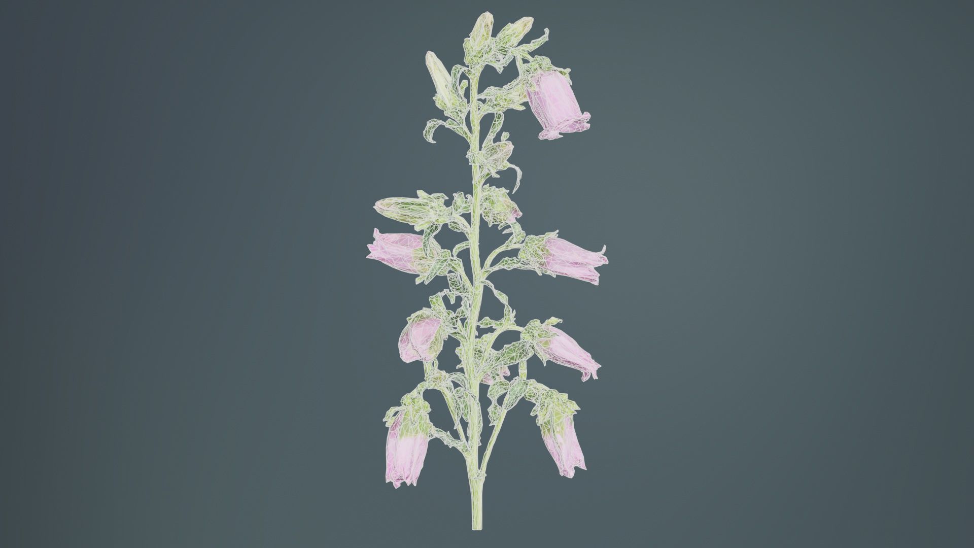 Canterbury Bellflower Campanula Medium Low-poly 3D model_9