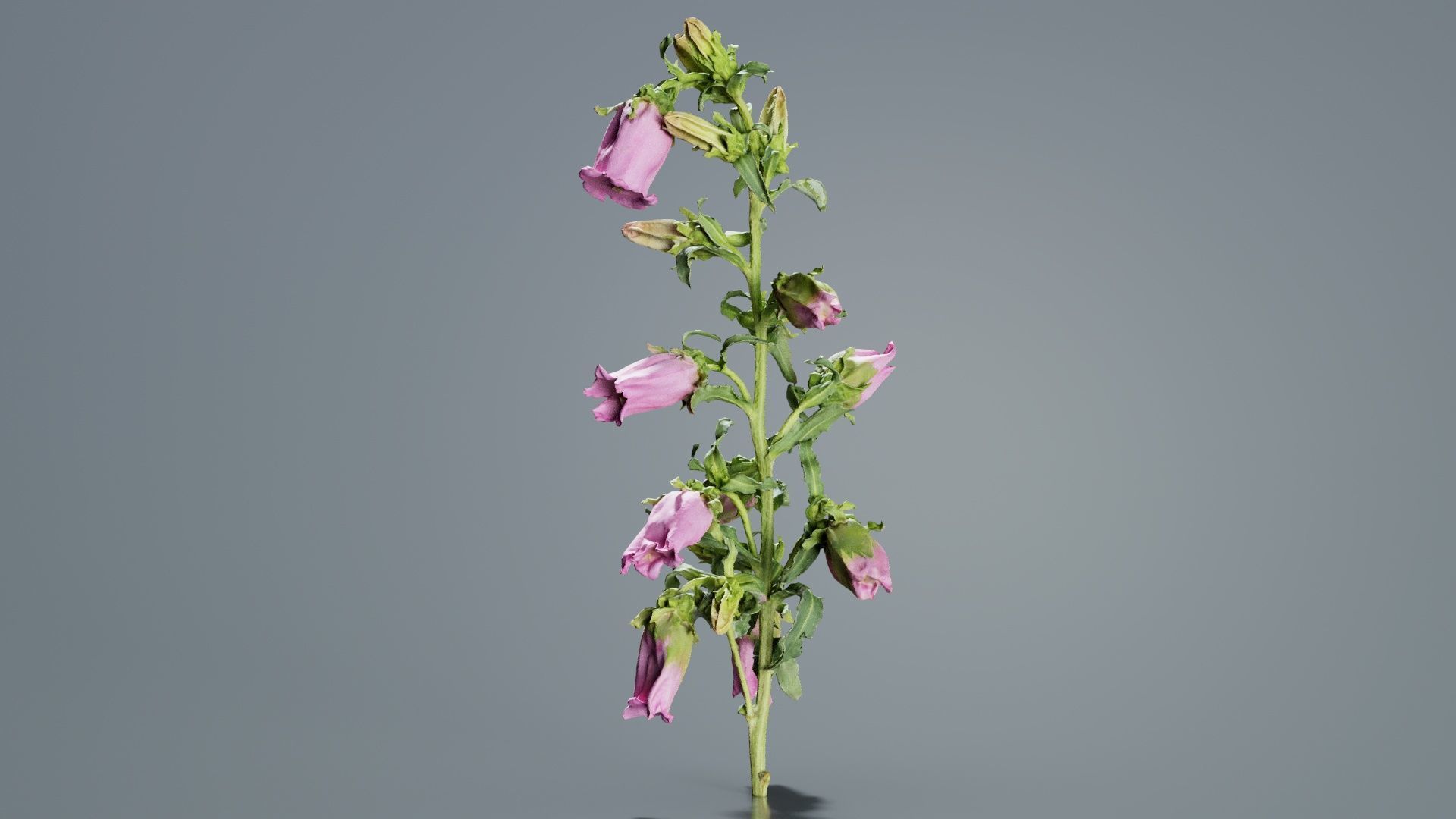 Canterbury Bellflower Campanula Medium Low-poly 3D model_4
