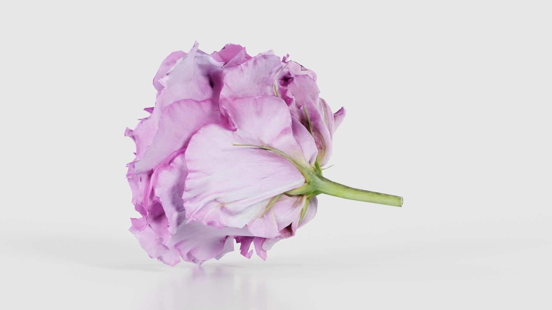 Carnation Clove Pink Dianthus Caryophyllus Low-poly 3D model_23