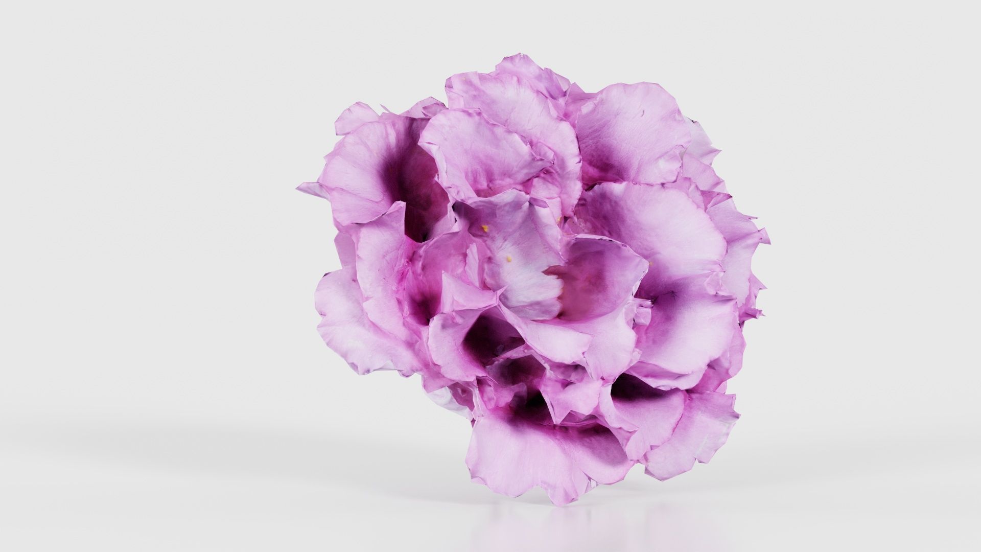 Carnation Clove Pink Dianthus Caryophyllus Low-poly 3D model_16