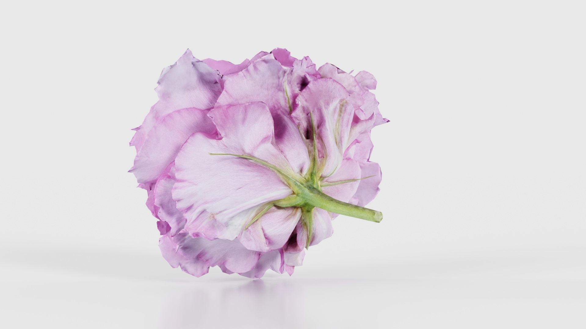 Carnation Clove Pink Dianthus Caryophyllus Low-poly 3D model_22