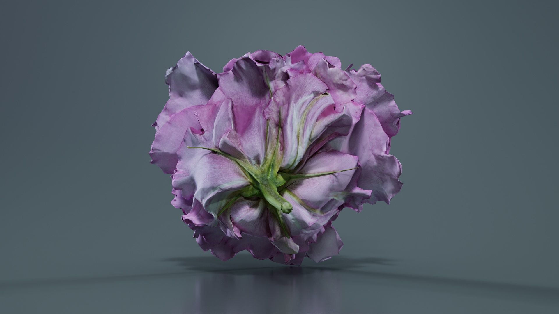 Carnation Clove Pink Dianthus Caryophyllus Low-poly 3D model_1