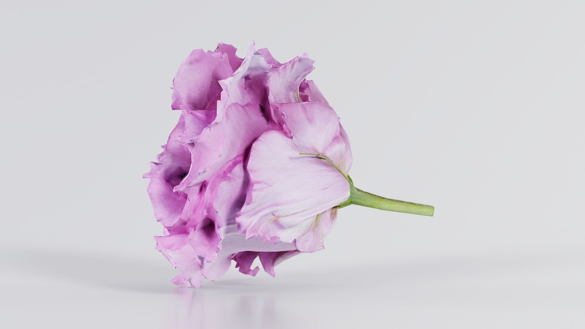 Carnation Clove Pink Dianthus Caryophyllus Low-poly 3D model_6