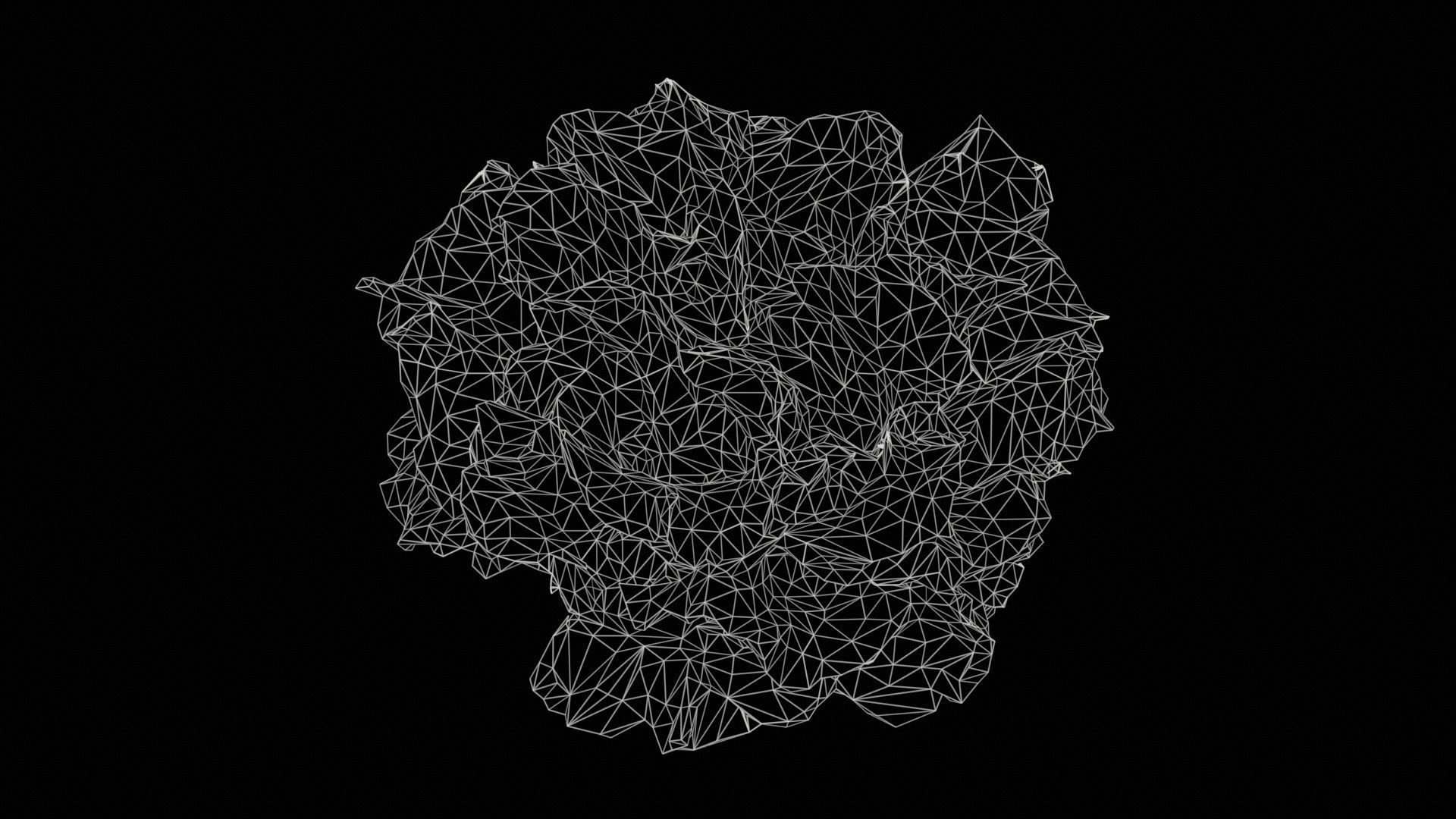 Carnation Clove Pink Dianthus Caryophyllus Low-poly 3D model_11