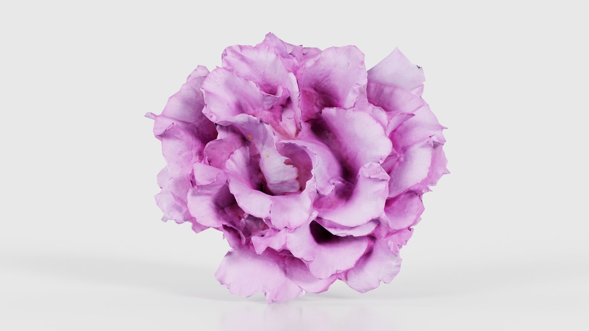 Carnation Clove Pink Dianthus Caryophyllus Low-poly 3D model_15