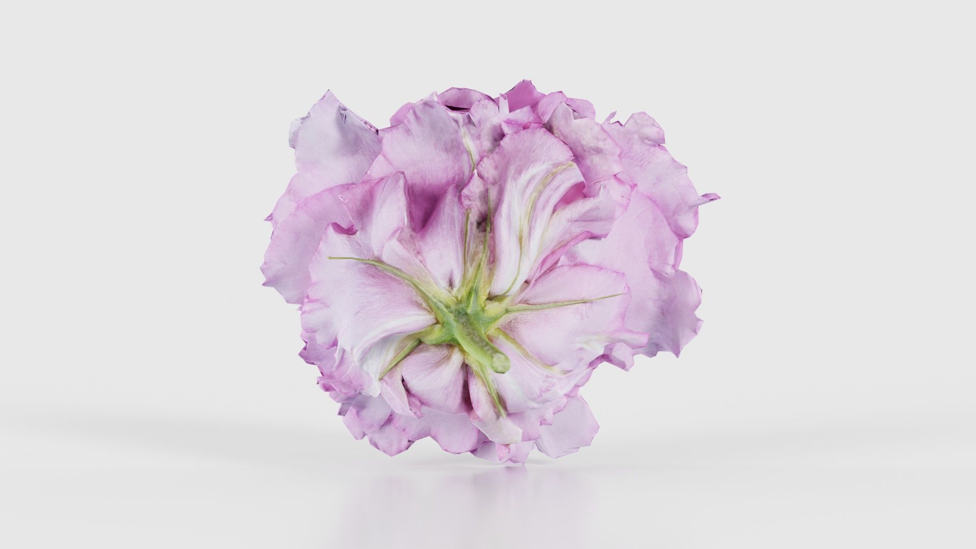 Carnation Clove Pink Dianthus Caryophyllus Low-poly 3D model_21