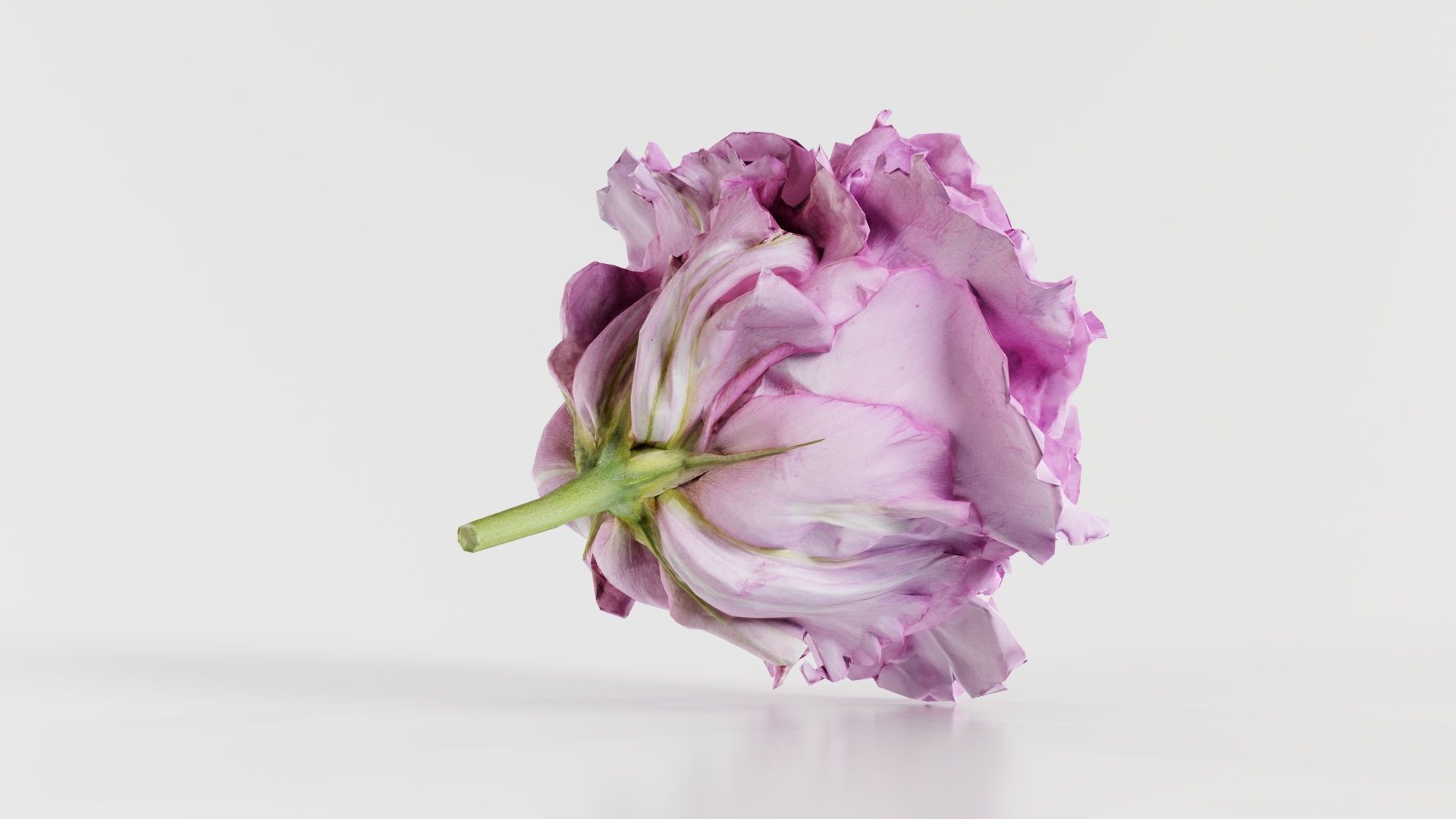 Carnation Clove Pink Dianthus Caryophyllus Low-poly 3D model_8