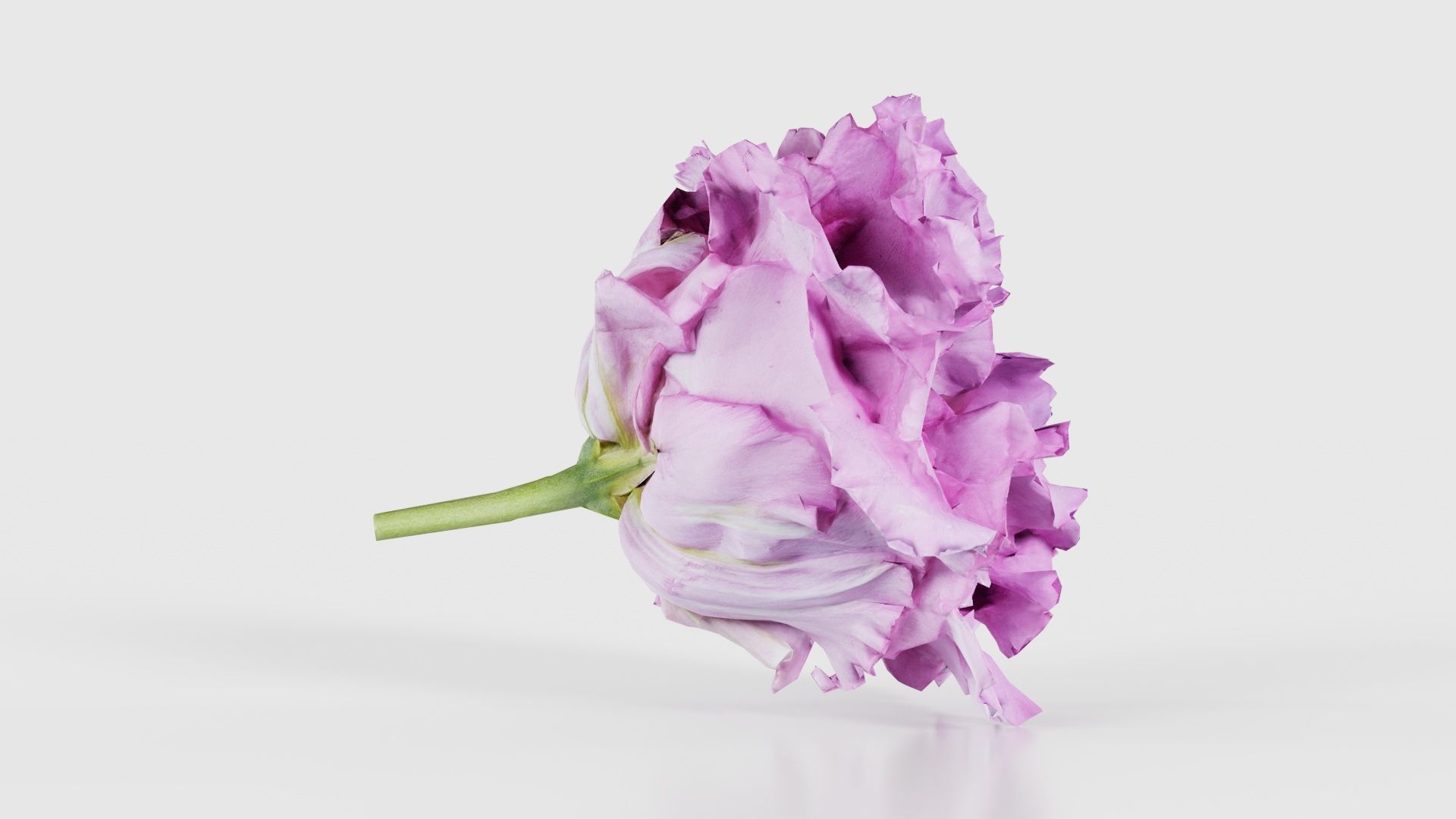 Carnation Clove Pink Dianthus Caryophyllus Low-poly 3D model_18