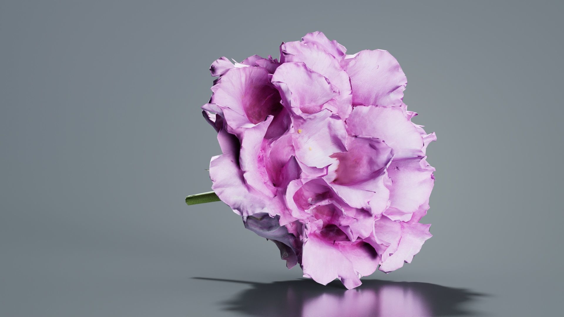 Carnation Clove Pink Dianthus Caryophyllus Low-poly 3D model_4