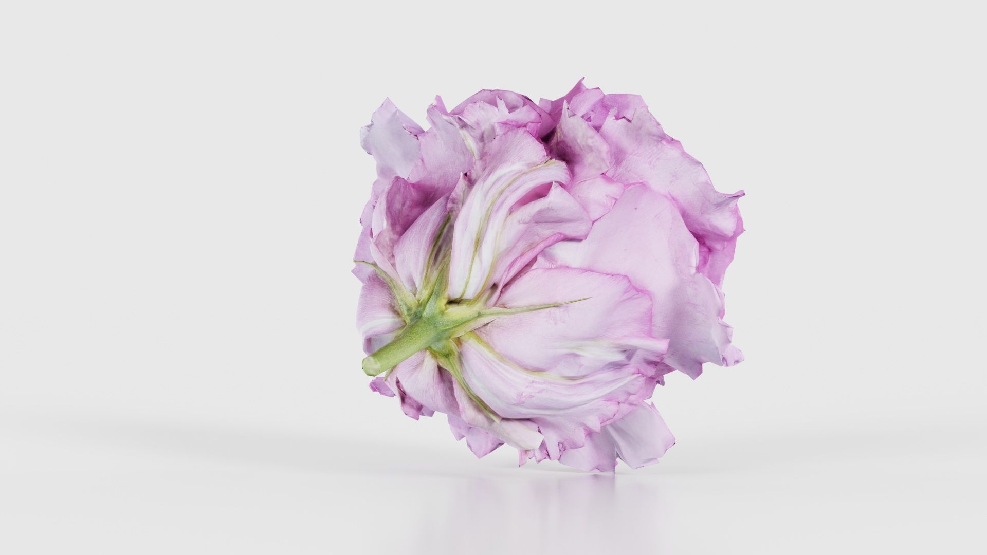 Carnation Clove Pink Dianthus Caryophyllus Low-poly 3D model_20