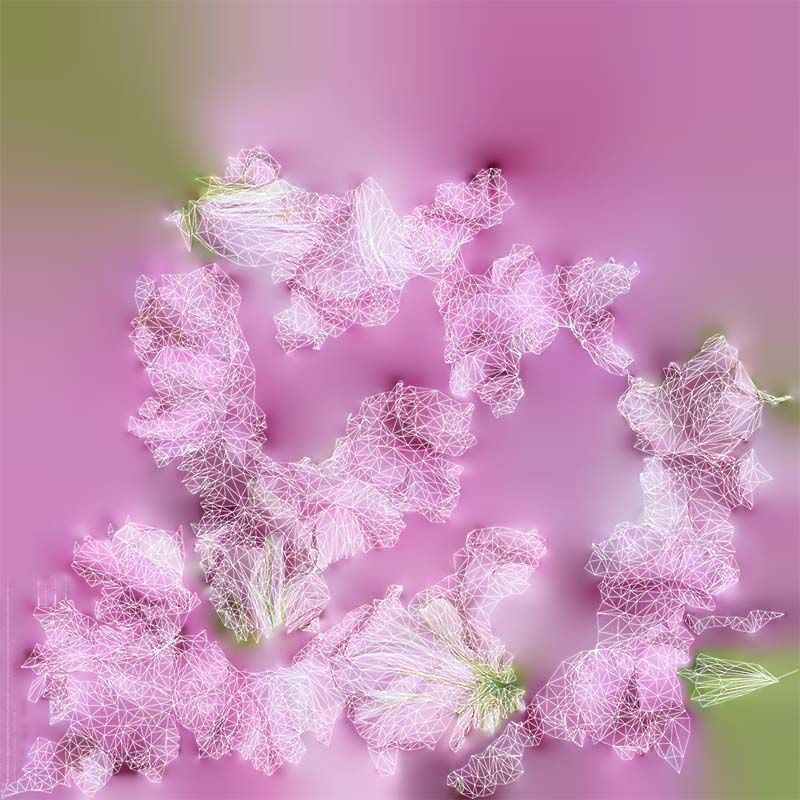 Carnation Clove Pink Dianthus Caryophyllus Low-poly 3D model_14