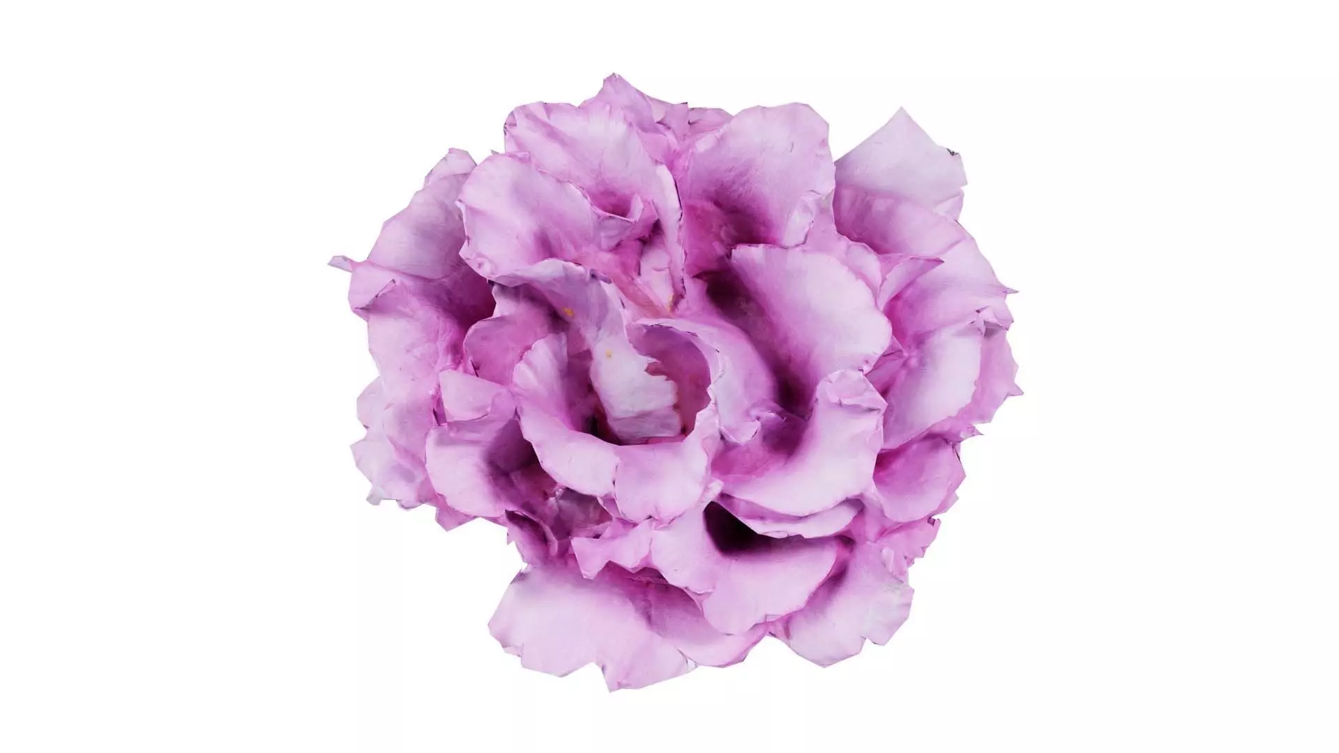 Carnation Clove Pink Dianthus Caryophyllus Low-poly 3D model_0