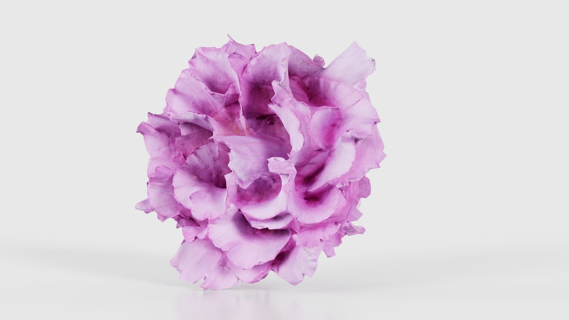Carnation Clove Pink Dianthus Caryophyllus Low-poly 3D model_26