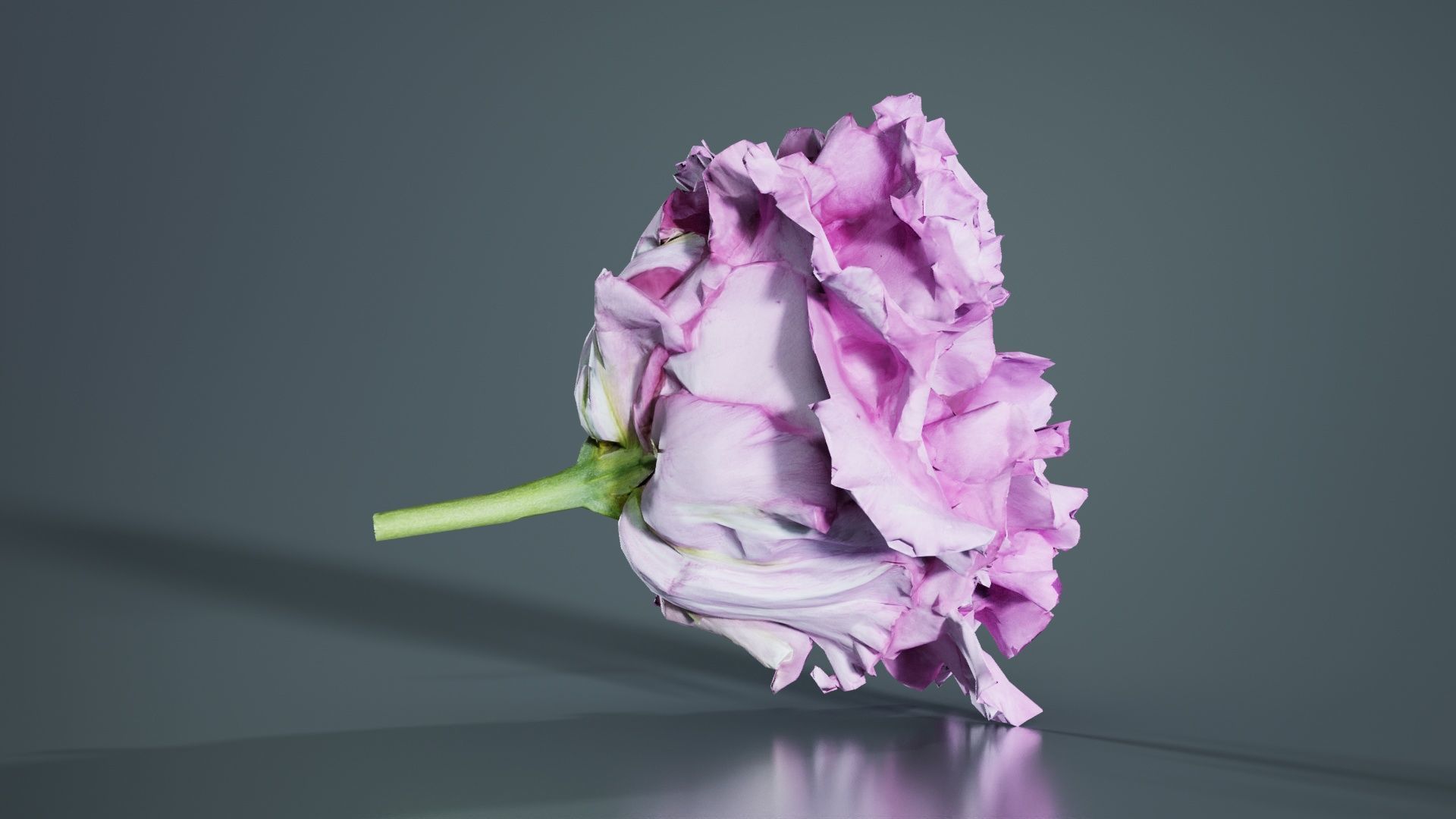 Carnation Clove Pink Dianthus Caryophyllus Low-poly 3D model_7