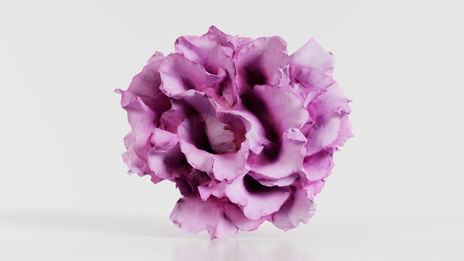 Carnation Clove Pink Dianthus Caryophyllus Low-poly 3D model_3