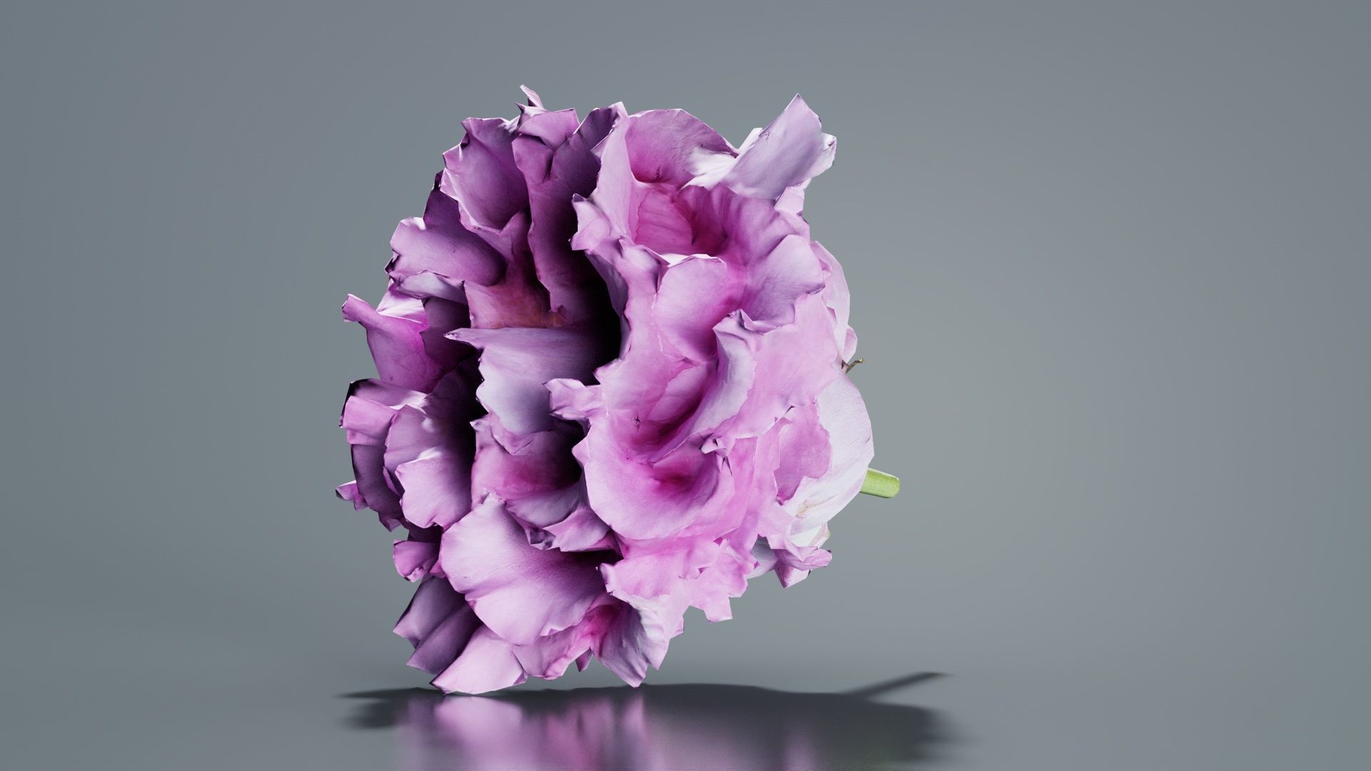 Carnation Clove Pink Dianthus Caryophyllus Low-poly 3D model_2