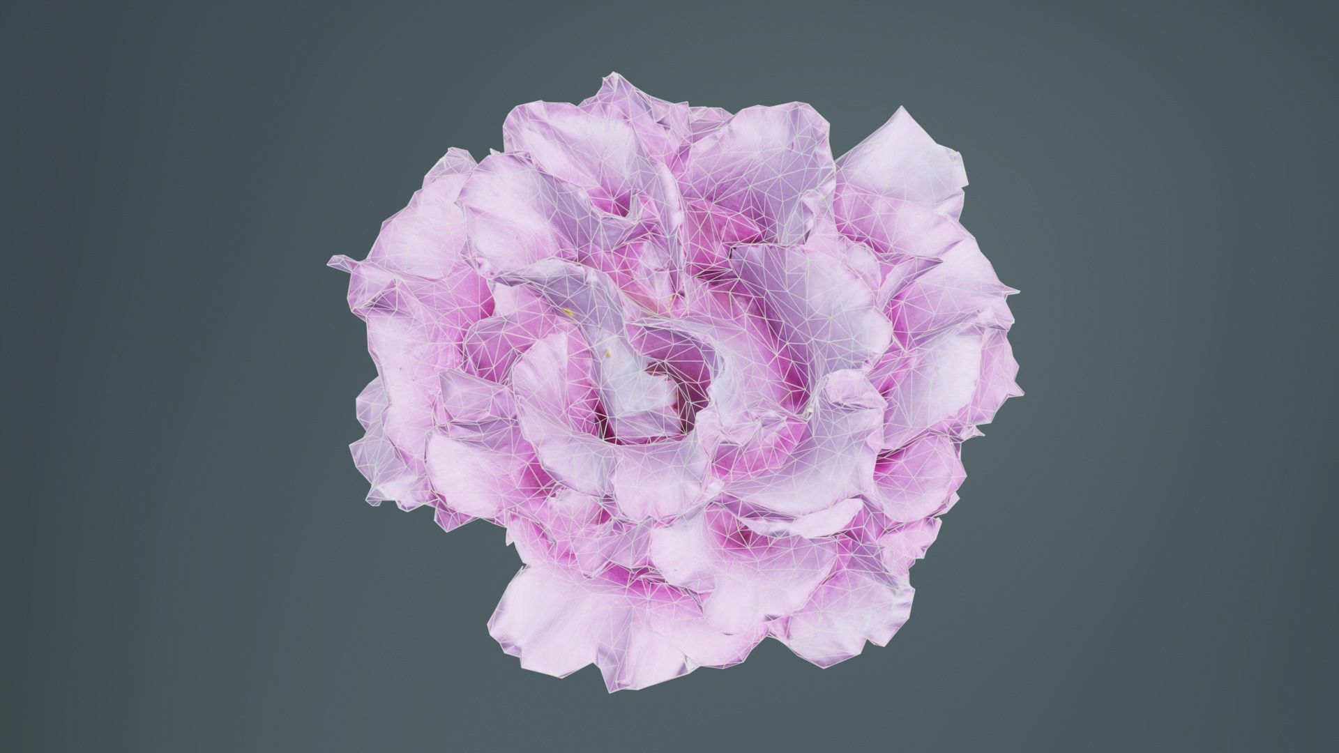 Carnation Clove Pink Dianthus Caryophyllus Low-poly 3D model_9