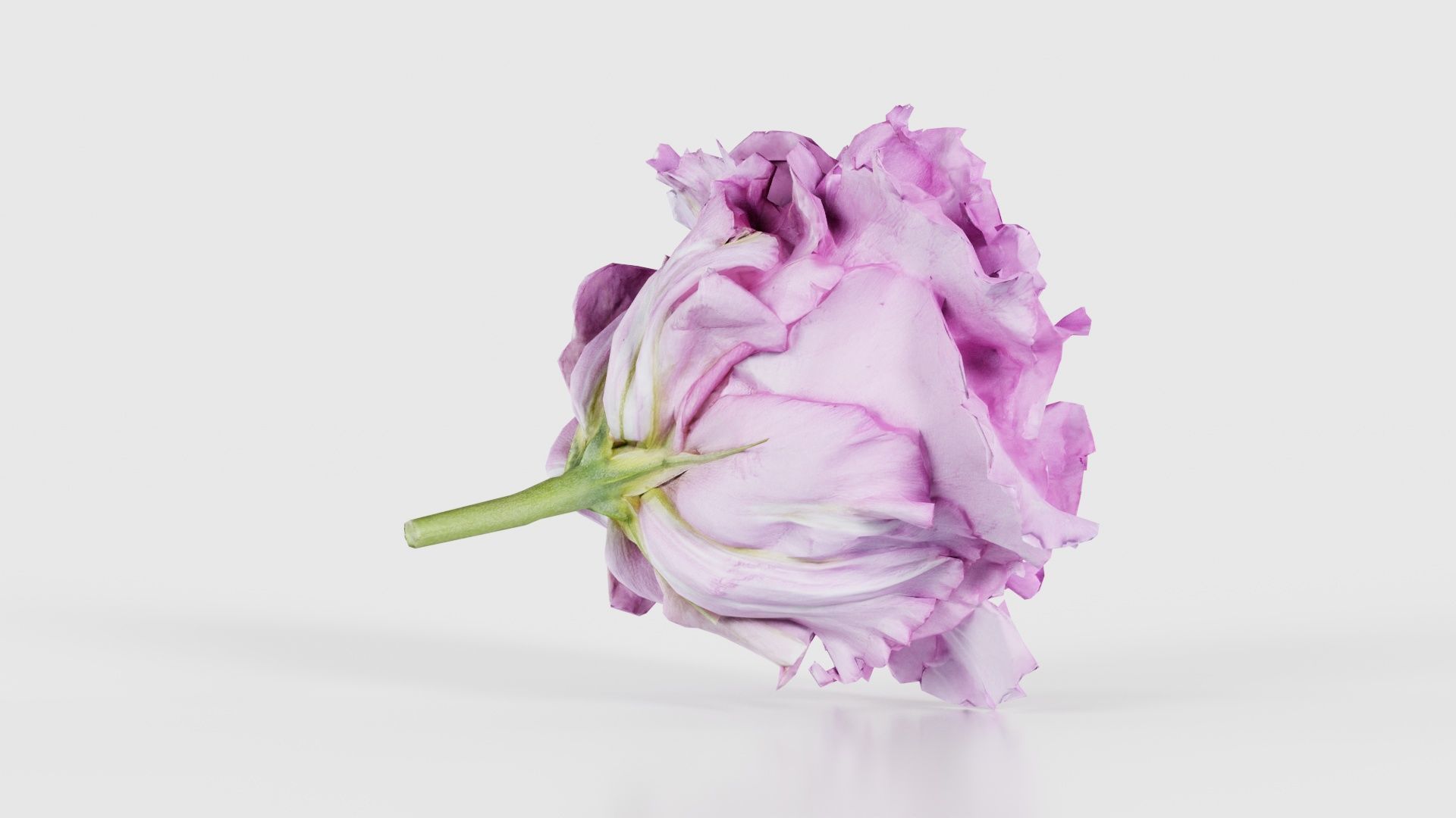 Carnation Clove Pink Dianthus Caryophyllus Low-poly 3D model_19