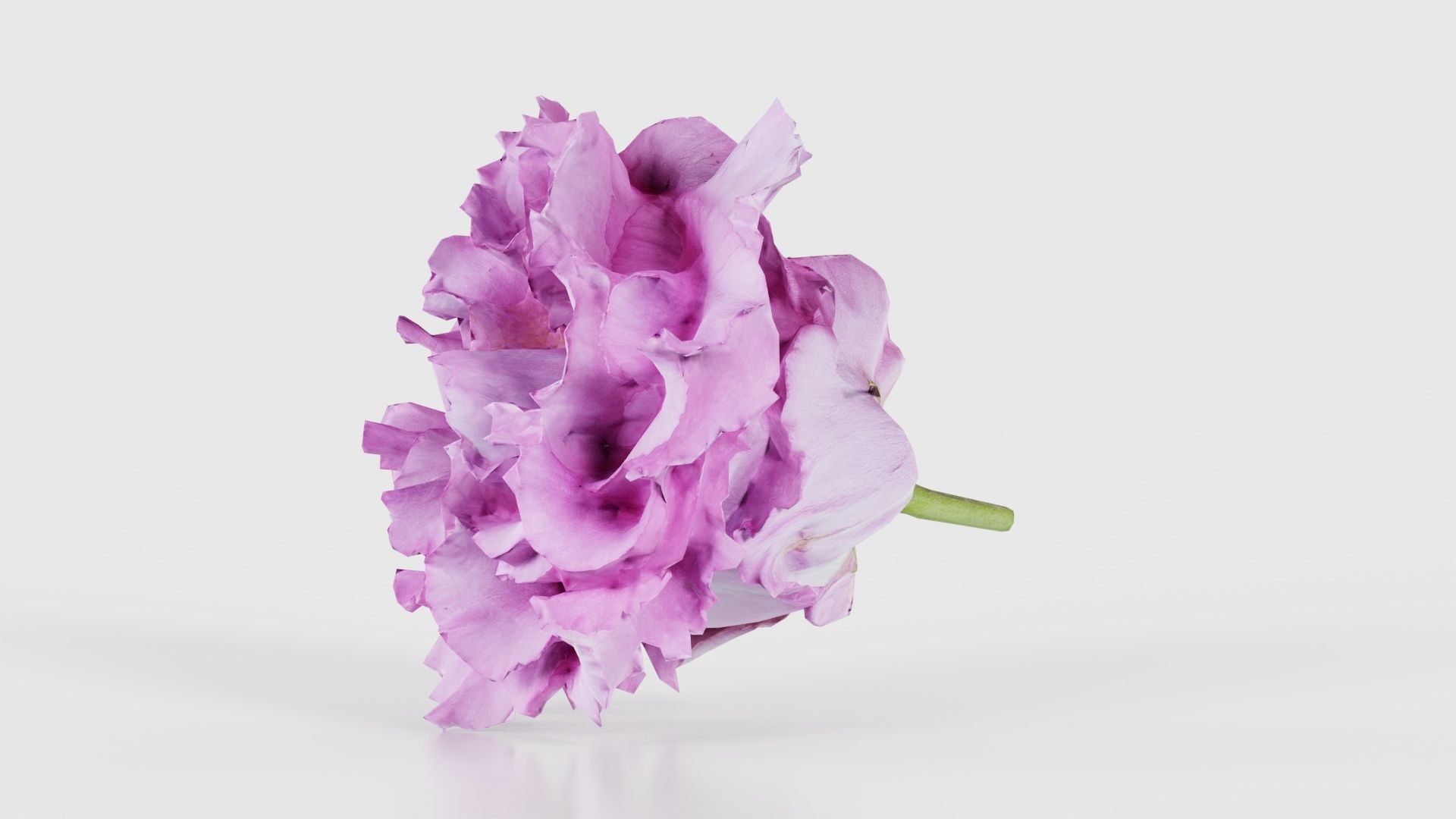 Carnation Clove Pink Dianthus Caryophyllus Low-poly 3D model_25