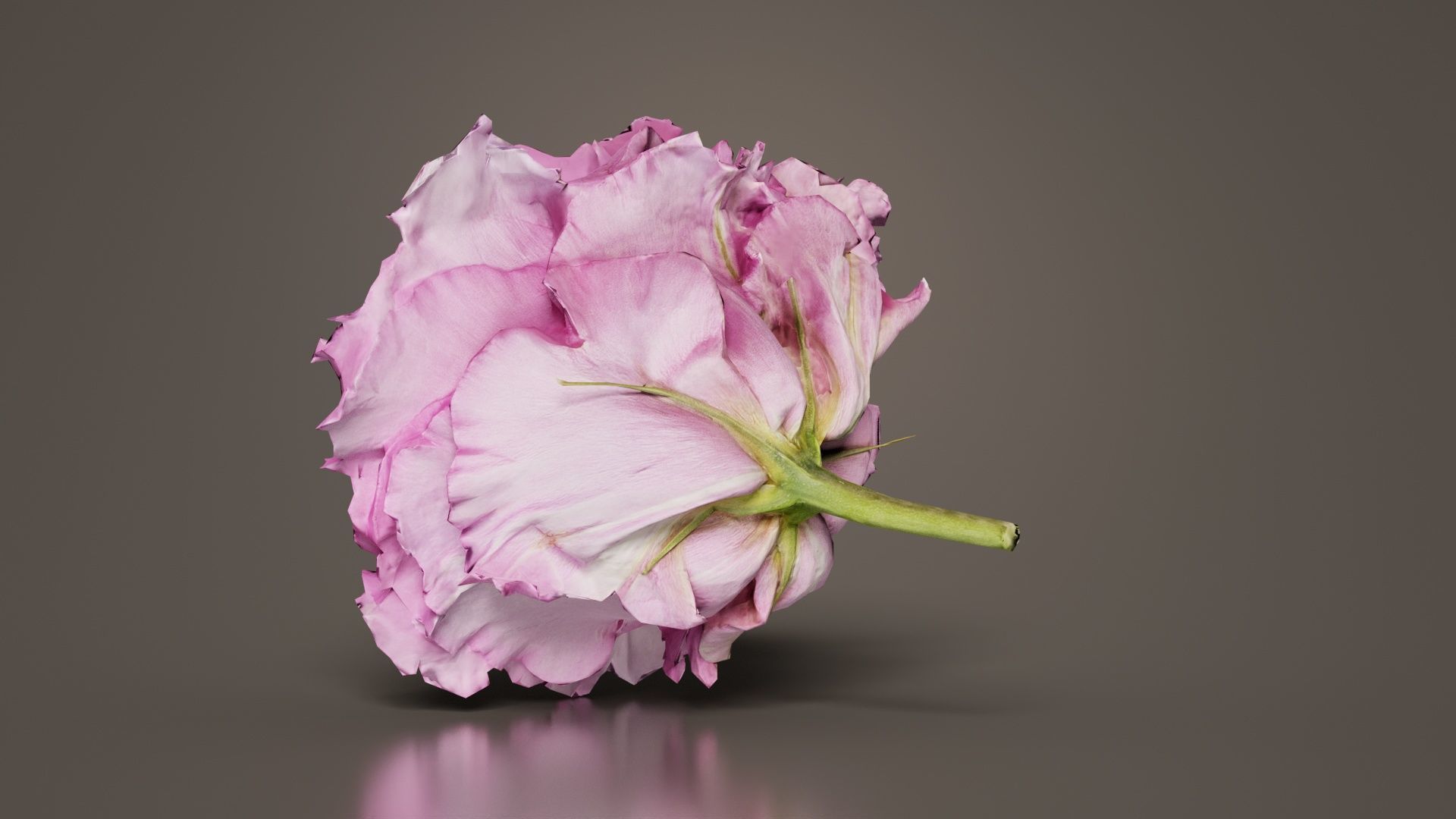 Carnation Clove Pink Dianthus Caryophyllus Low-poly 3D model_5