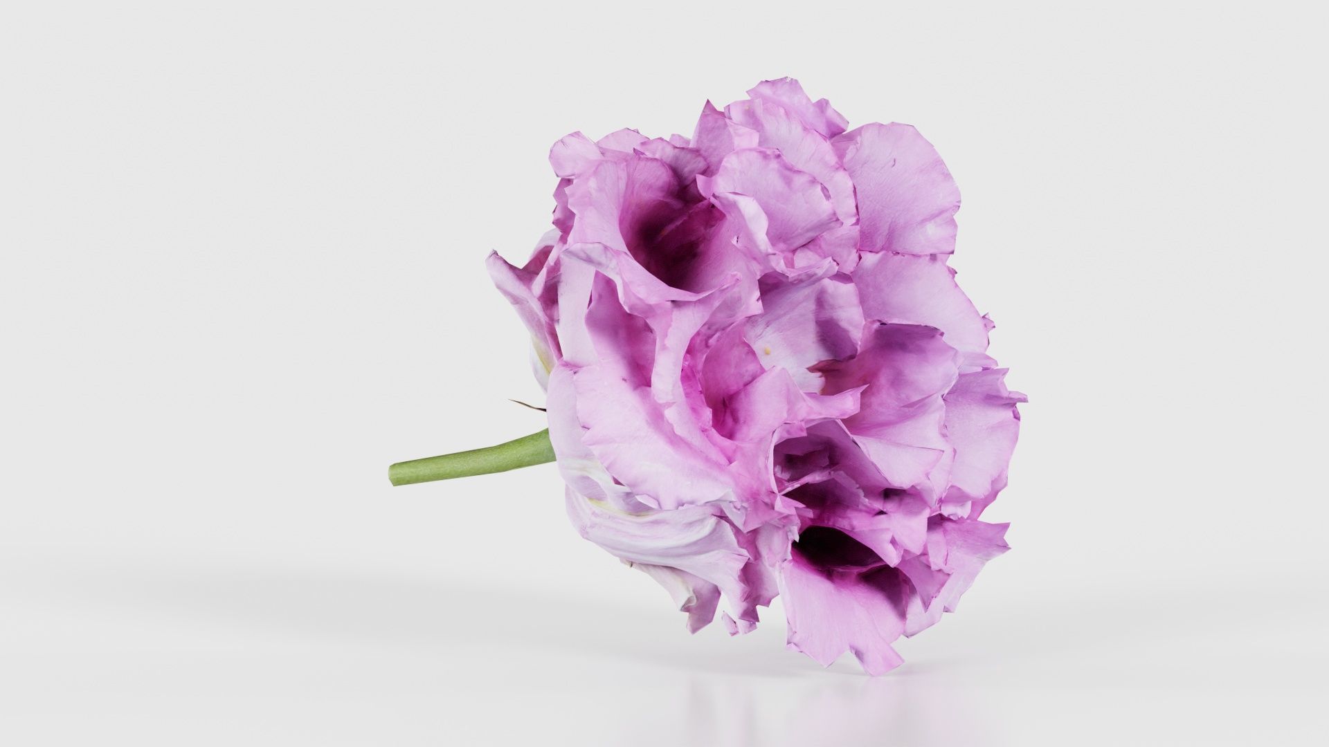 Carnation Clove Pink Dianthus Caryophyllus Low-poly 3D model_17