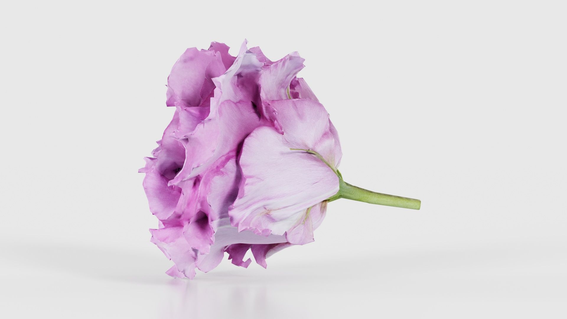 Carnation Clove Pink Dianthus Caryophyllus Low-poly 3D model_24