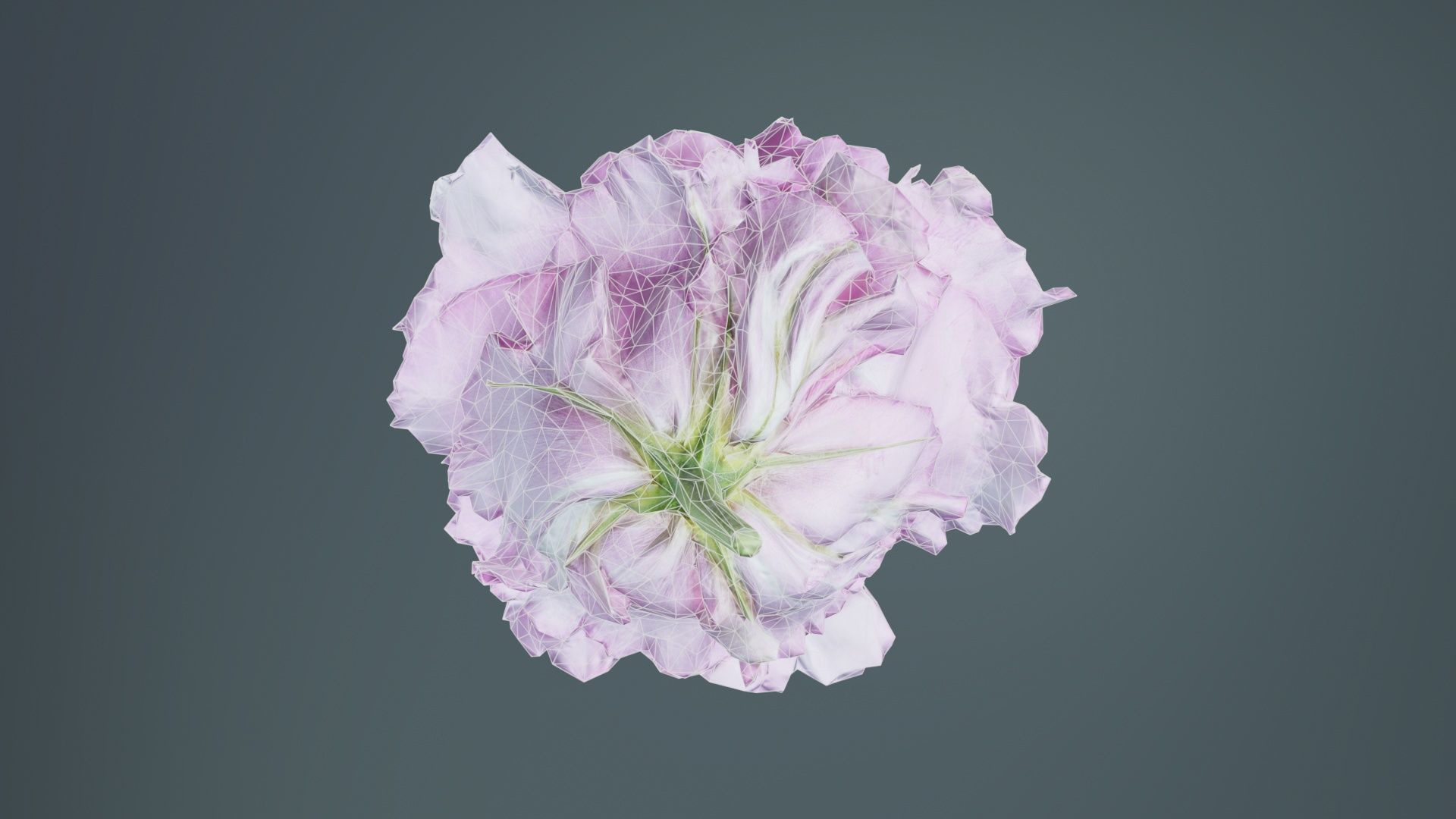 Carnation Clove Pink Dianthus Caryophyllus Low-poly 3D model_10