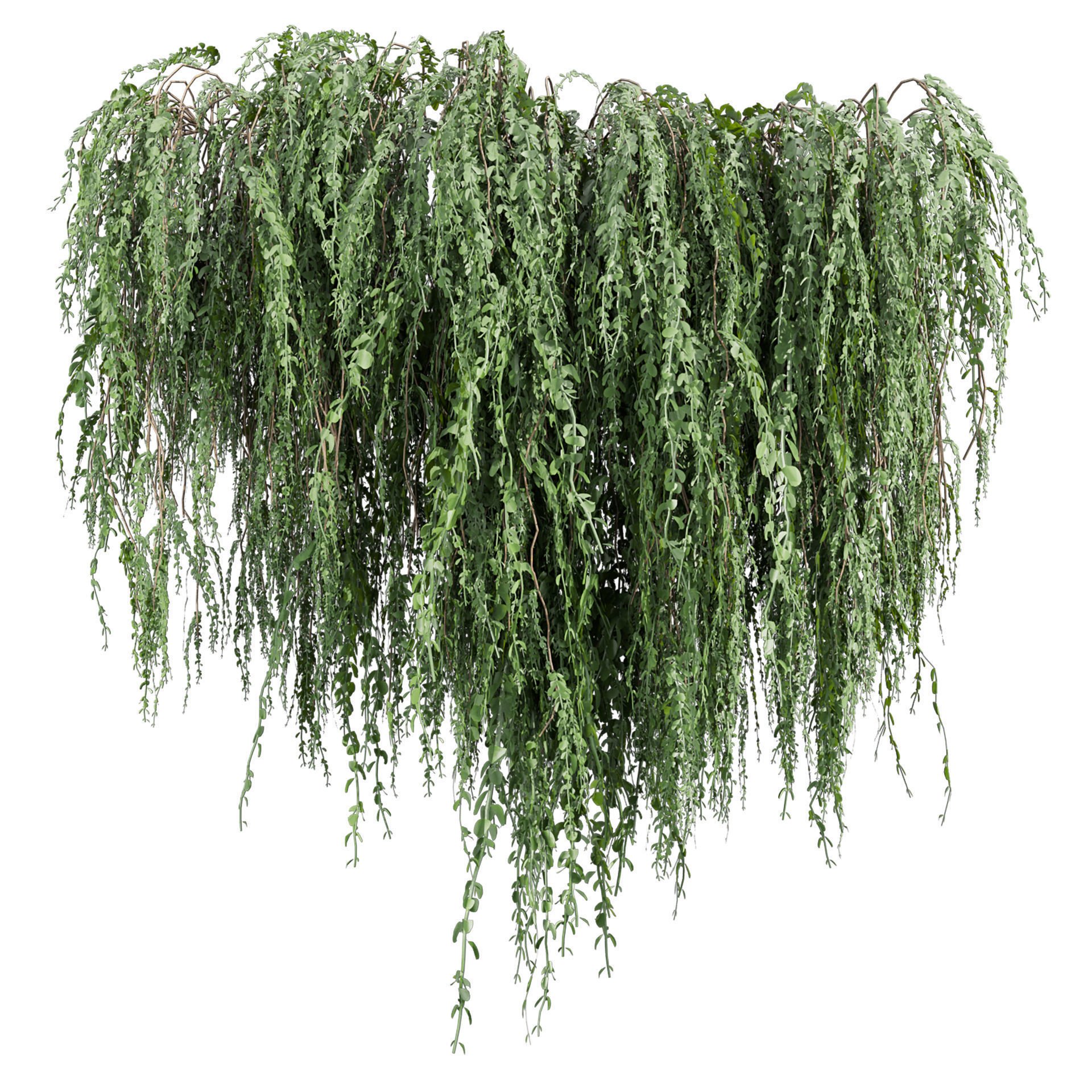 Collection plant vol 610 - Broom - Creeper - Cocculus - ivy 3D model_1