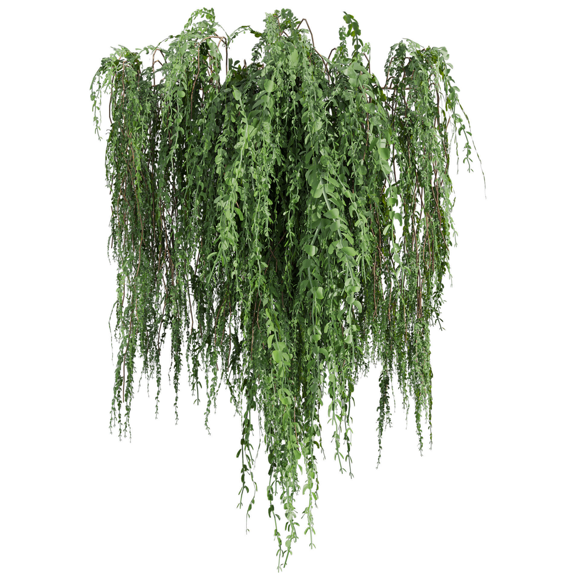 Collection plant vol 610 - Broom - Creeper - Cocculus - ivy 3D model_2