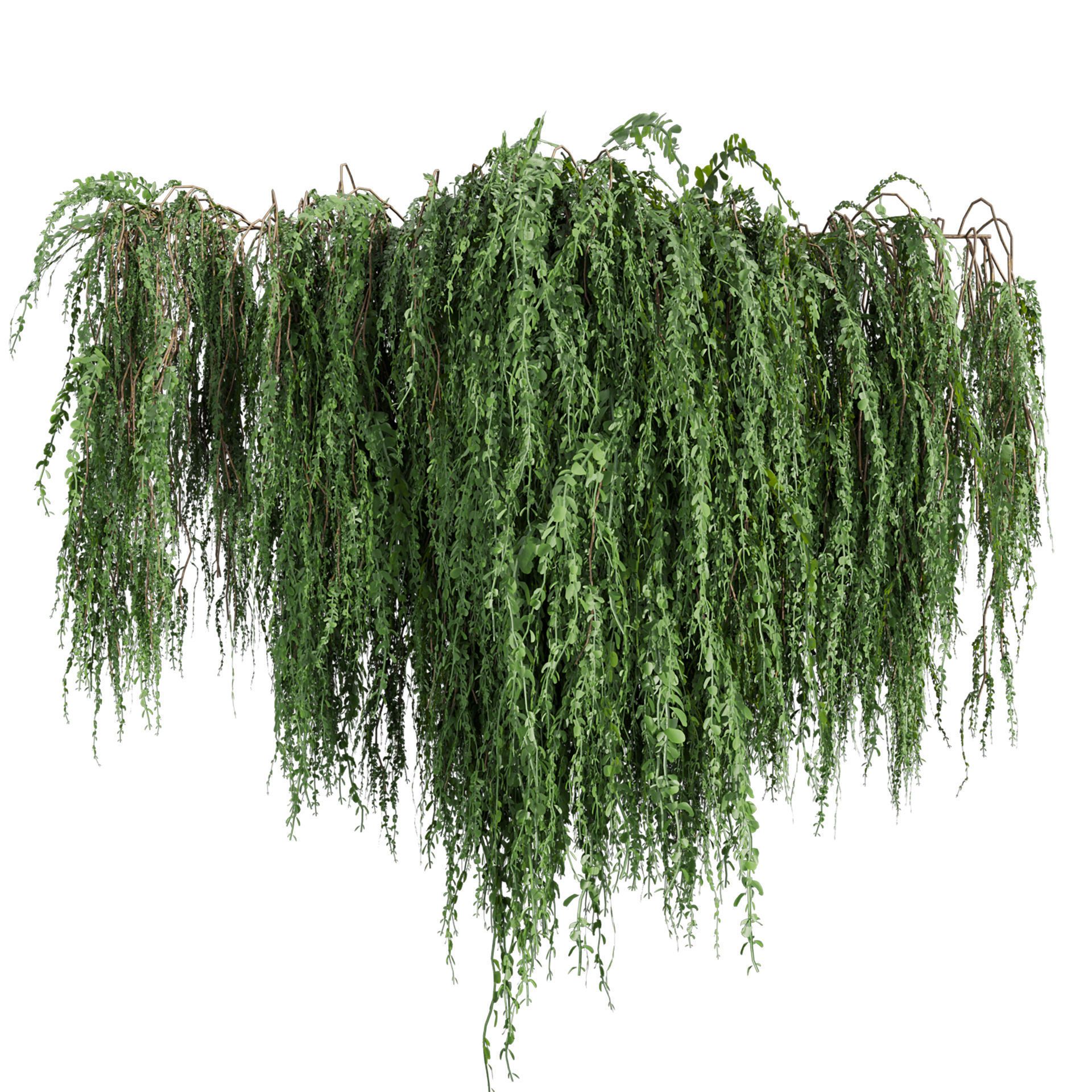 Collection plant vol 610 - Broom - Creeper - Cocculus - ivy 3D model_5