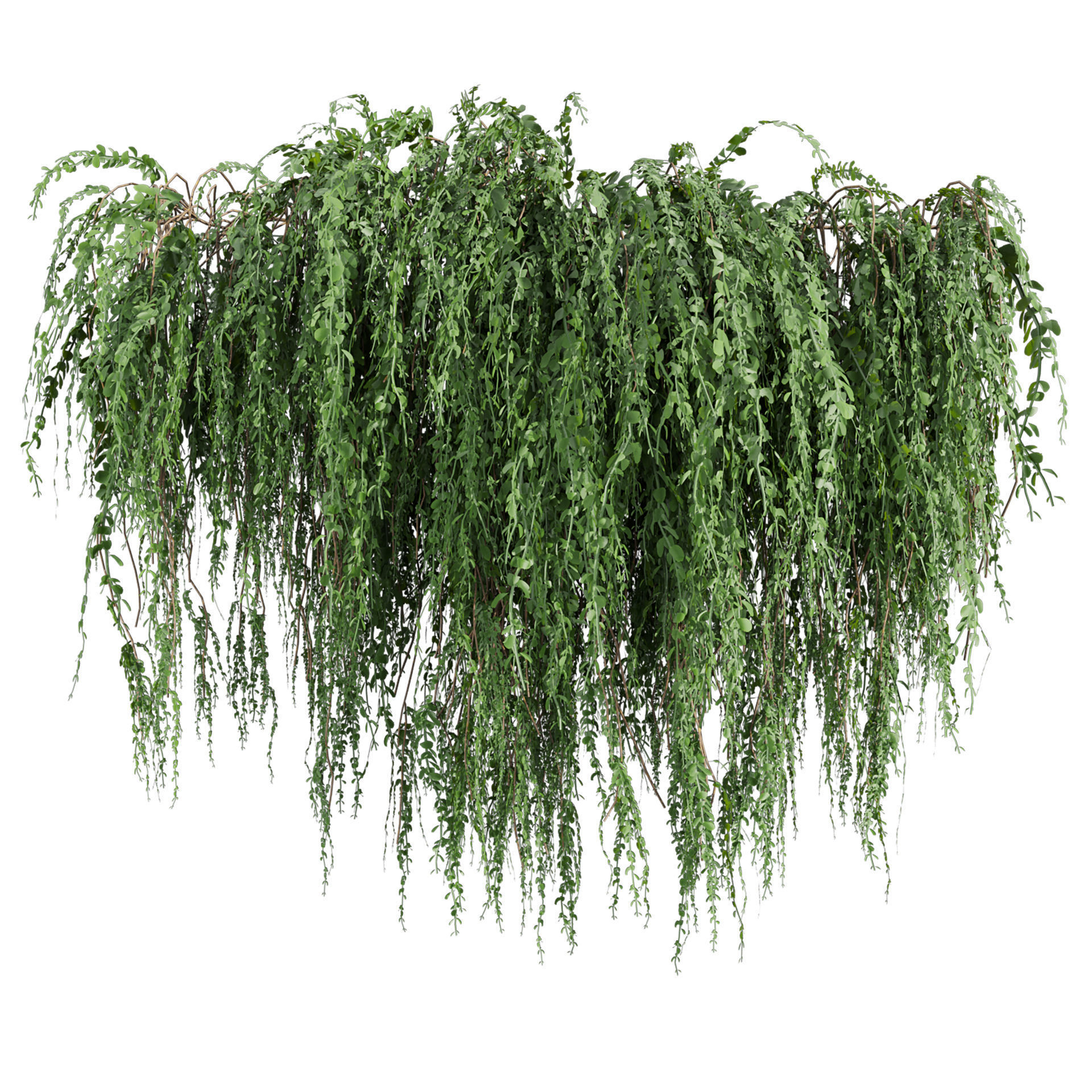 Collection plant vol 610 - Broom - Creeper - Cocculus - ivy 3D model_4