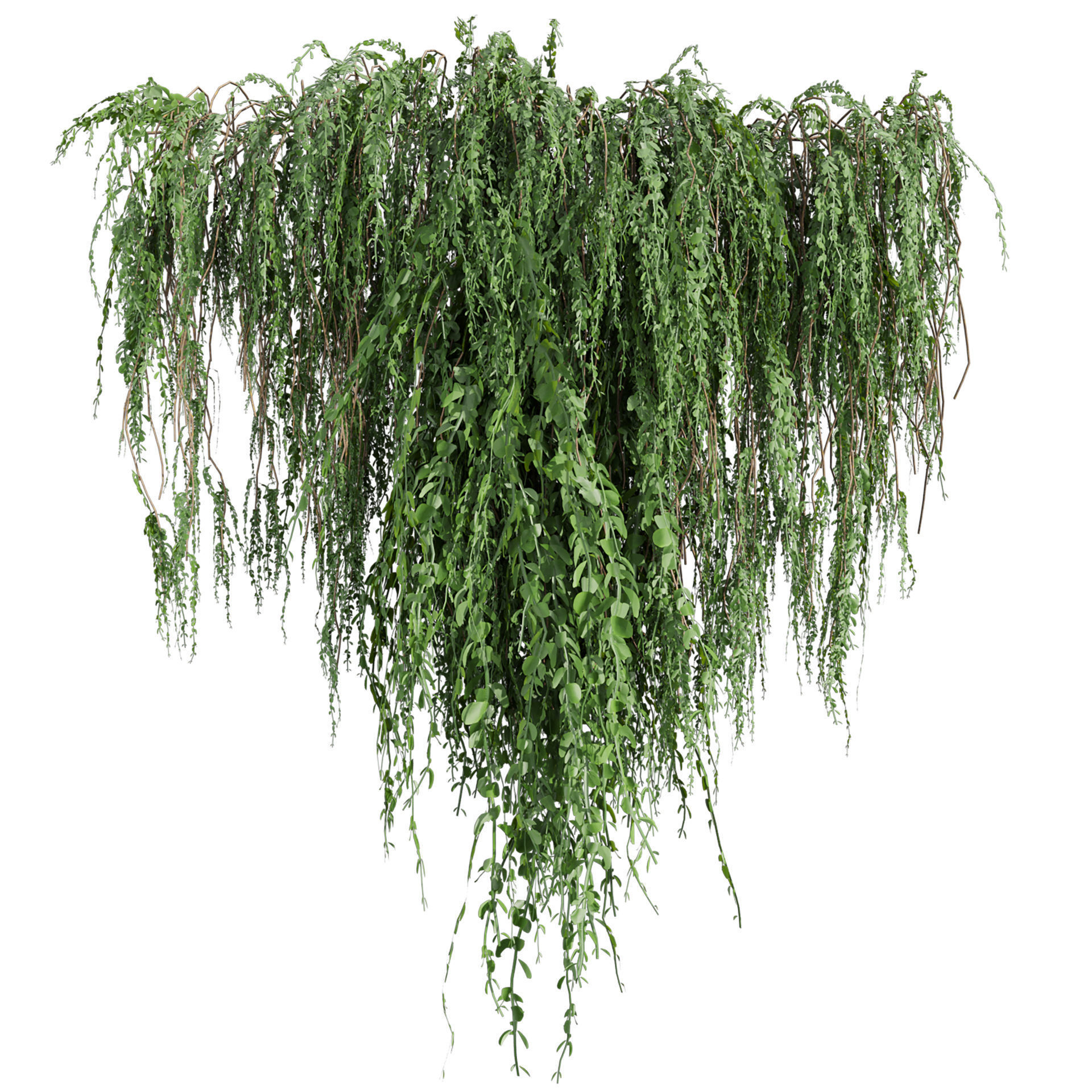 Collection plant vol 610 - Broom - Creeper - Cocculus - ivy 3D model_3