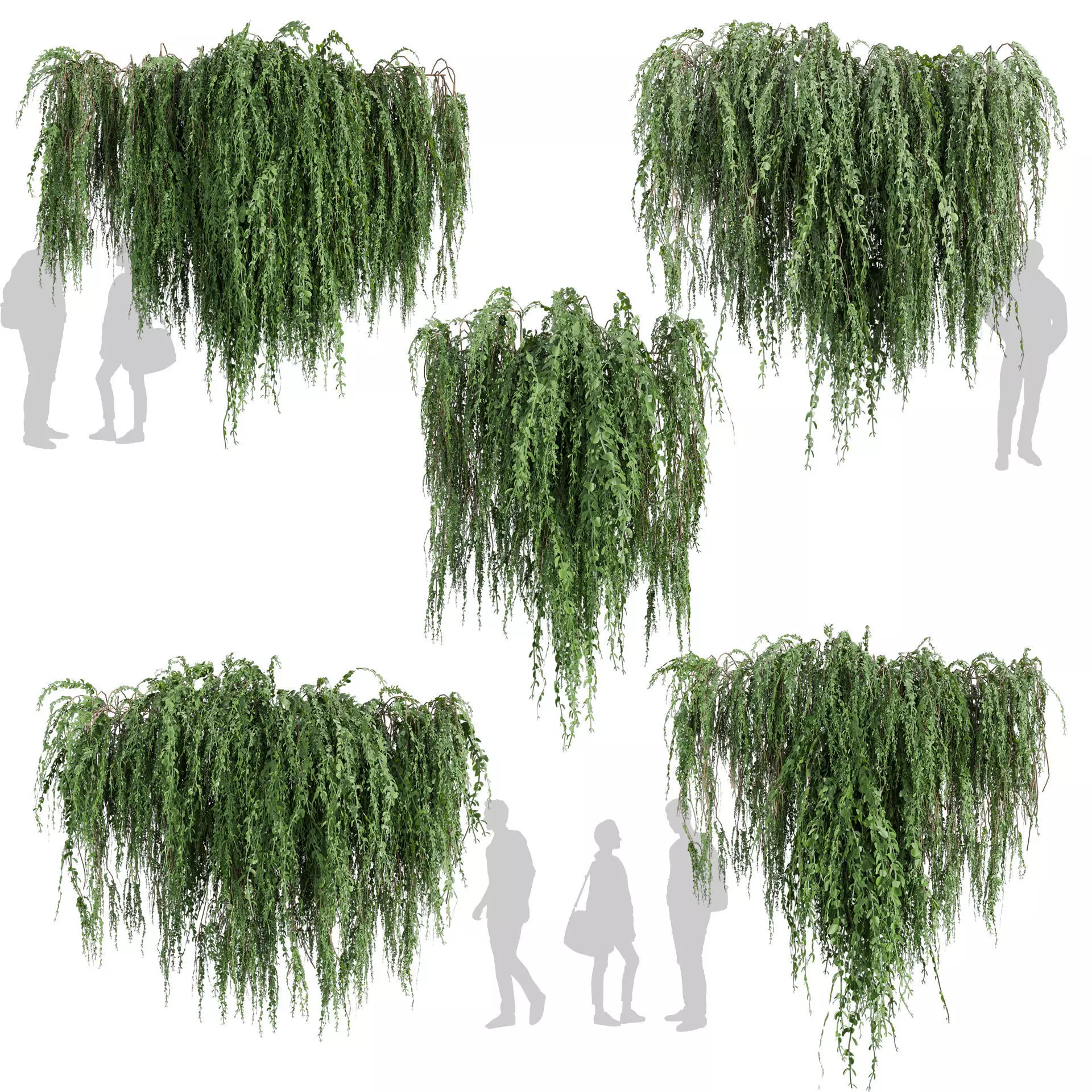 Collection plant vol 610 - Broom - Creeper - Cocculus - ivy 3D model_0