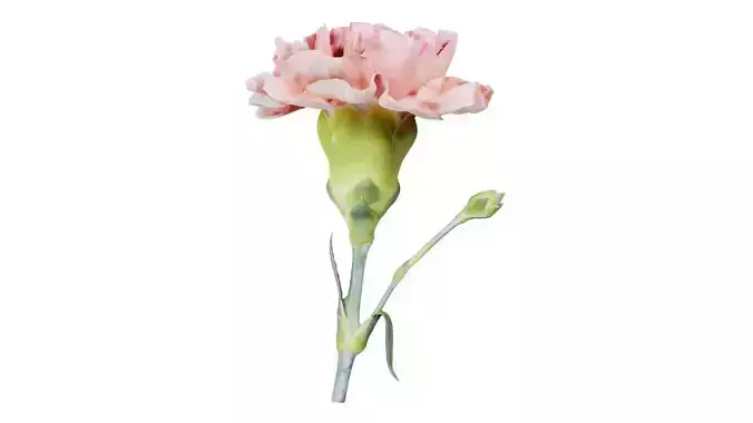Carnation Clove Pink Dianthus Caryophyllus 2
