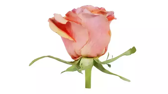 China Chinese Rose Rosa Chinensis Low-poly 3D model