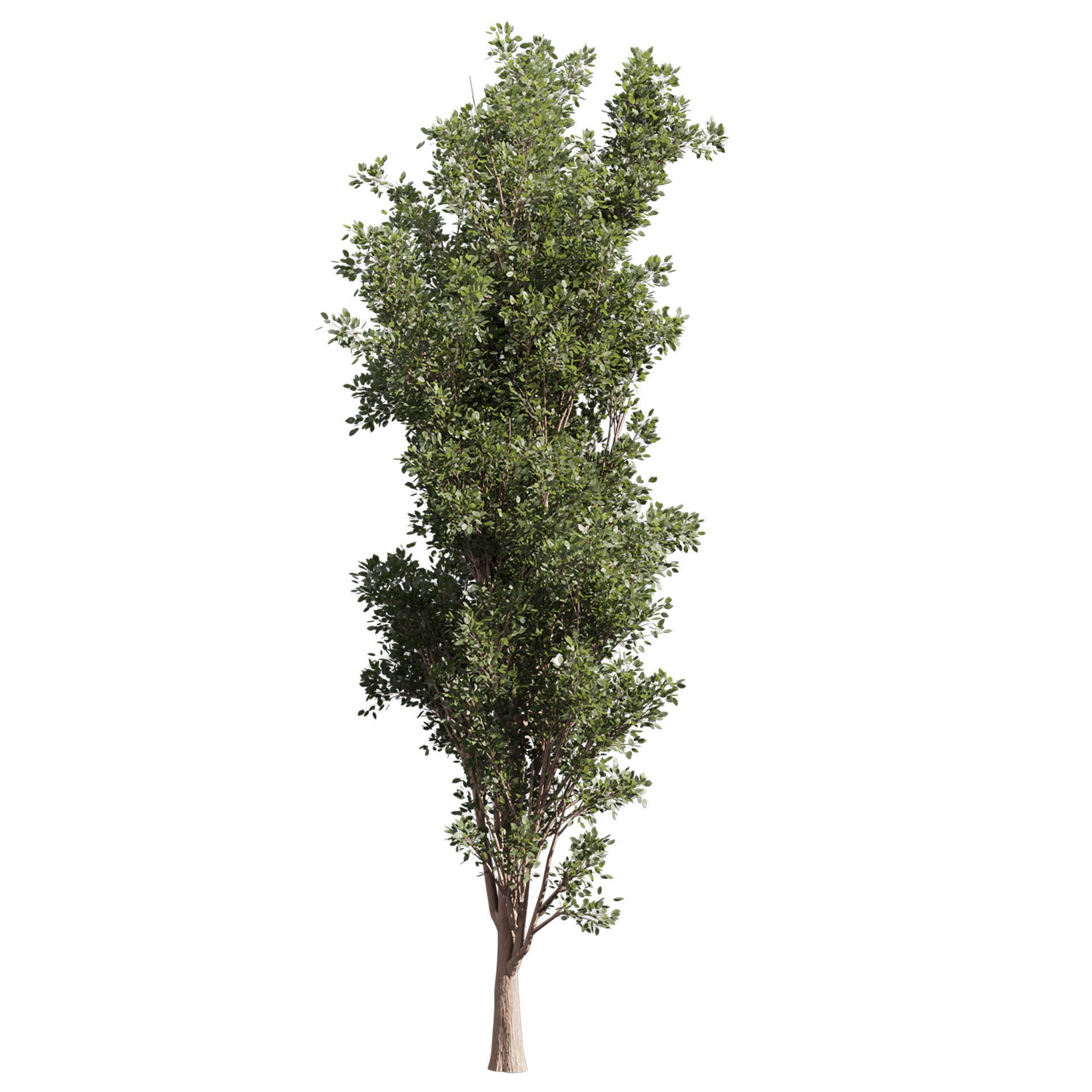 Collection plant vol 612 - Populus - Tremuloides - Tree 3D model_2