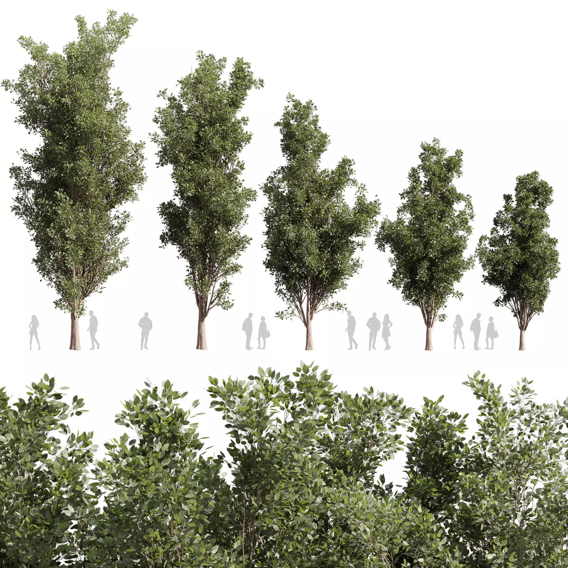 Collection plant vol 612 - Populus - Tremuloides - Tree 3D model_0